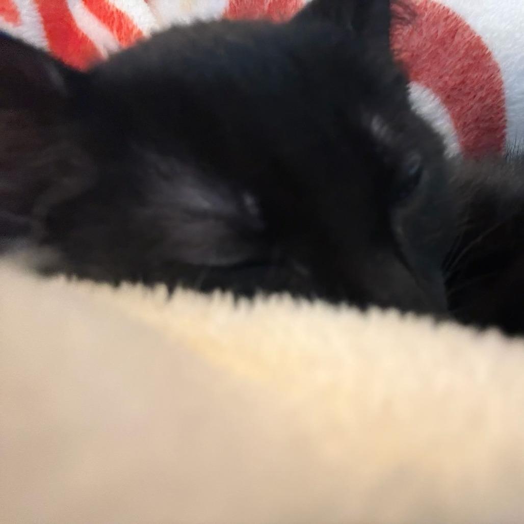 Enlarge Huck, a Adoptable Domestic Short Hair in Leander, TX image 2/3