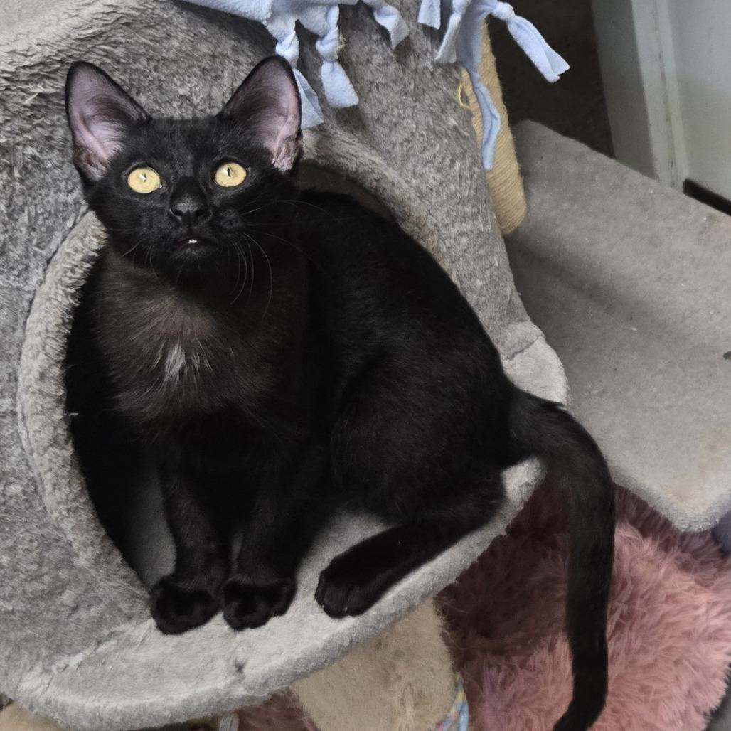 Enlarge Huck, a Adoptable Domestic Short Hair in Leander, TX image 3/3