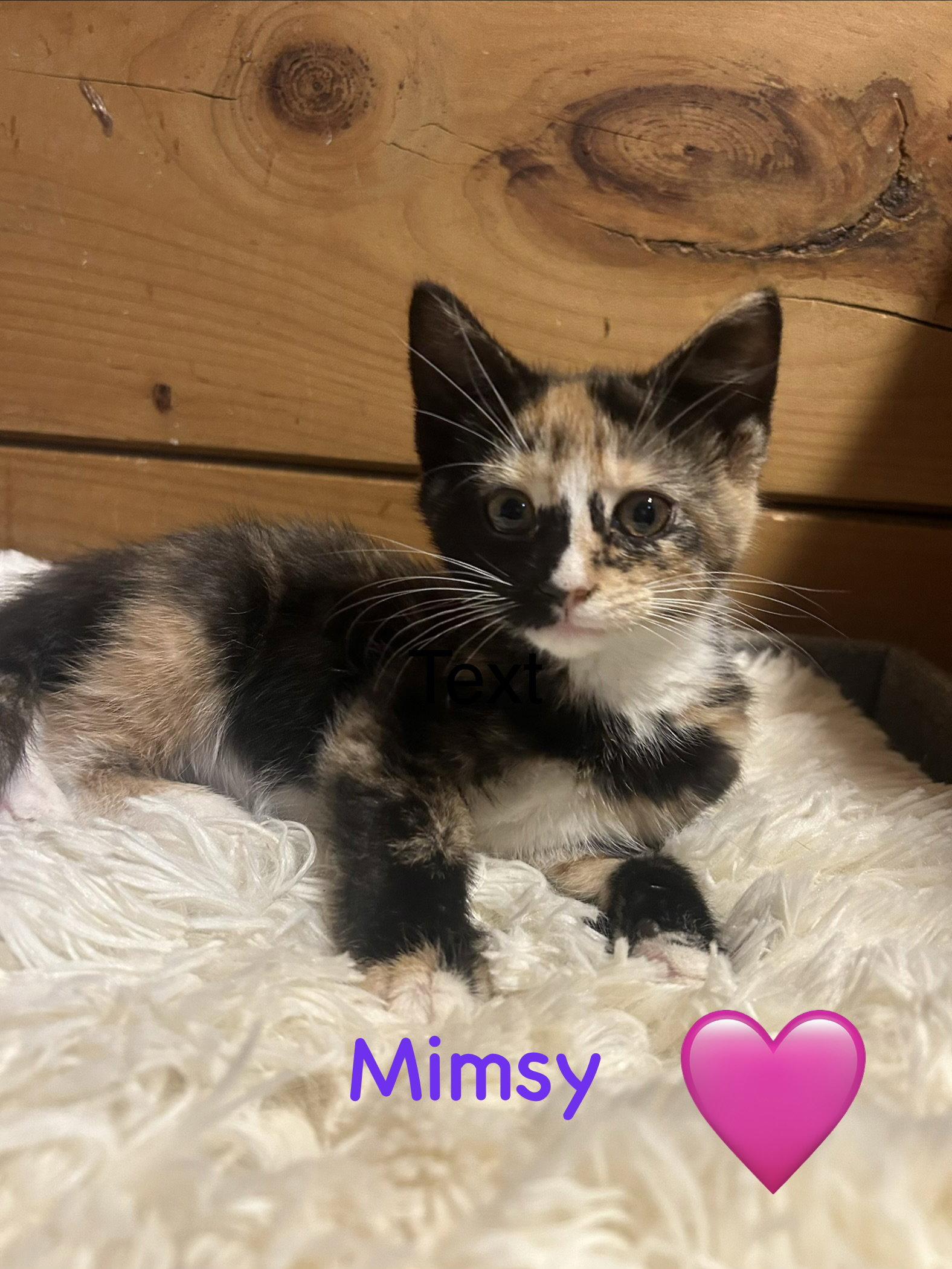 Enlarge Mimsy, a Adoptable Domestic Short Hair in Absecon, NJ image 1/2