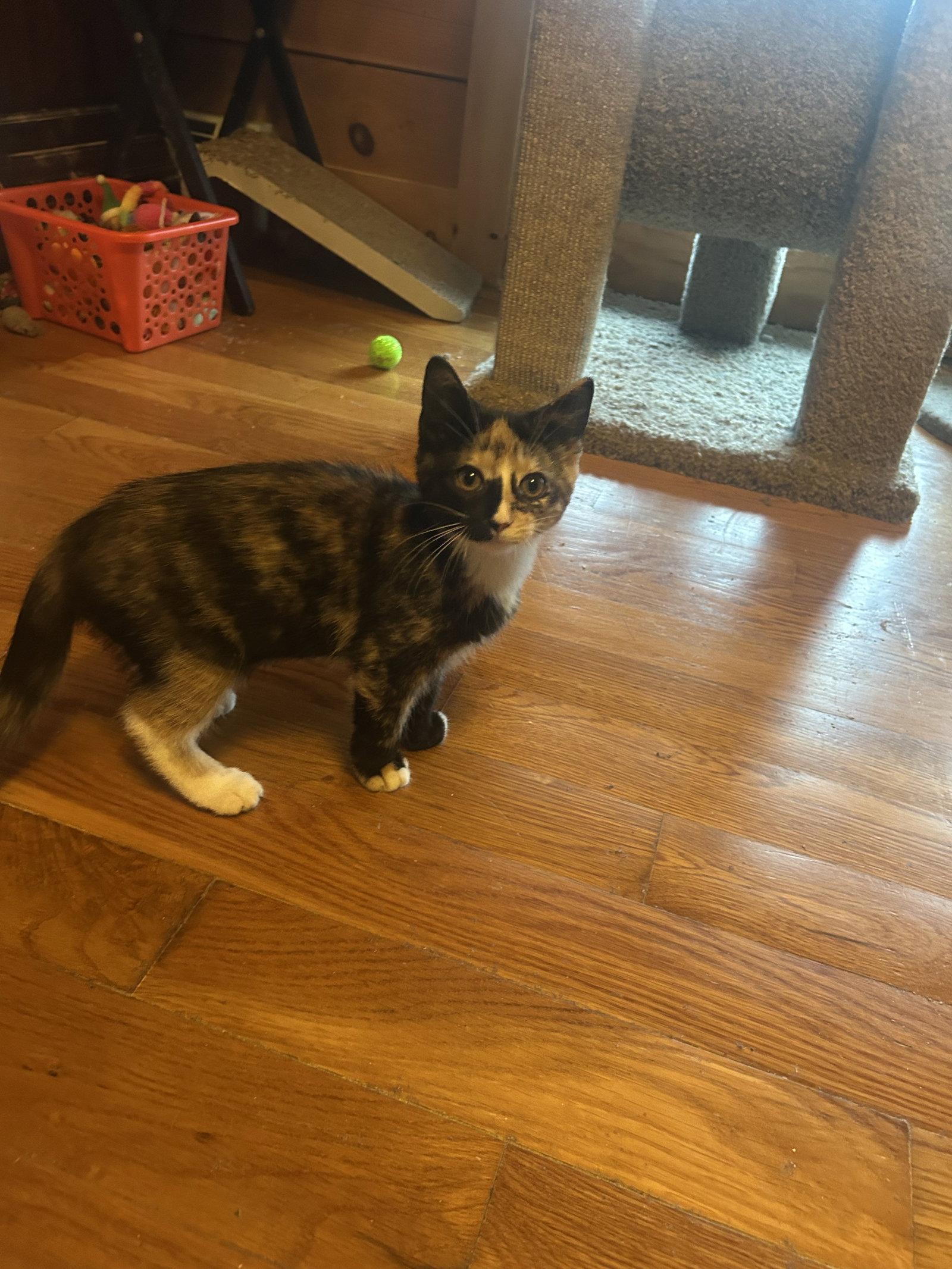 Enlarge Mimsy, a Adoptable Domestic Short Hair in Absecon, NJ image 2/2