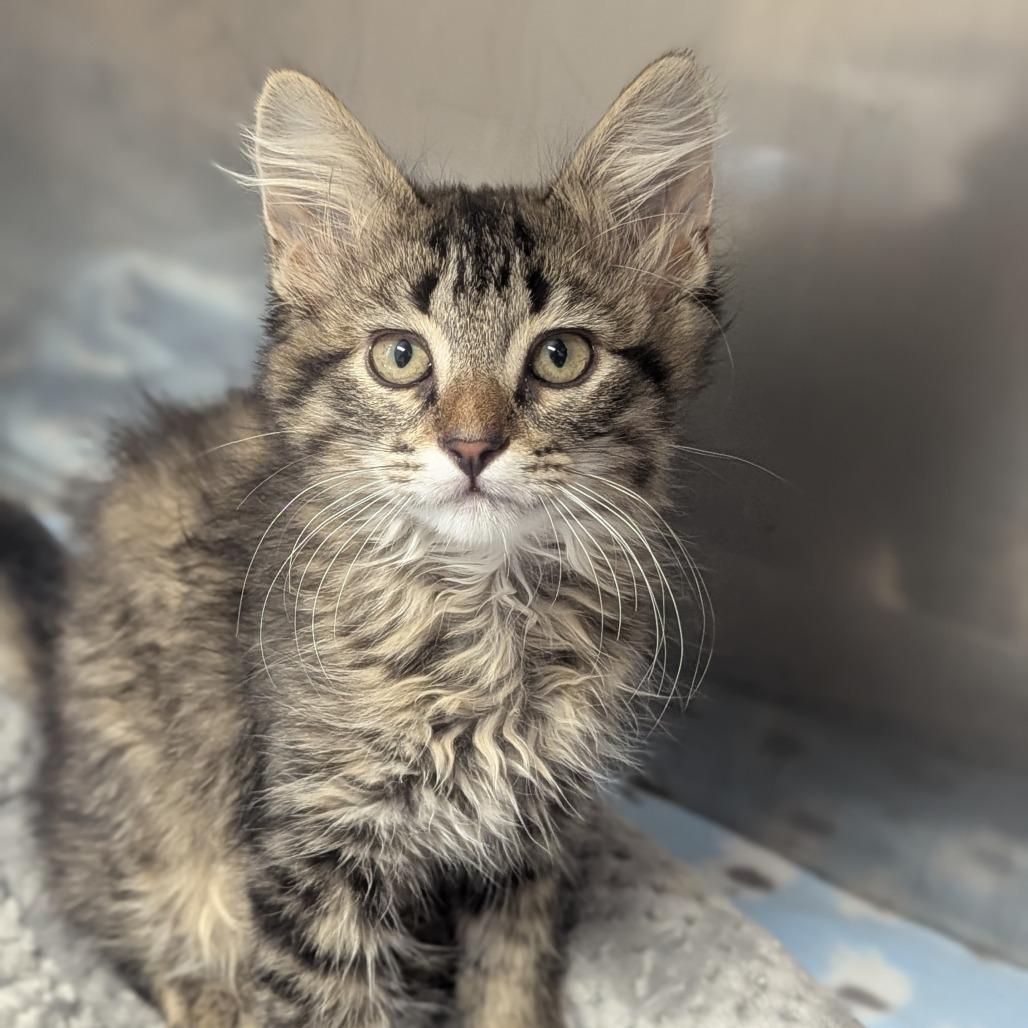 Macadamia, ADOPTABLE, Kitten Female Domestic Long Hair.