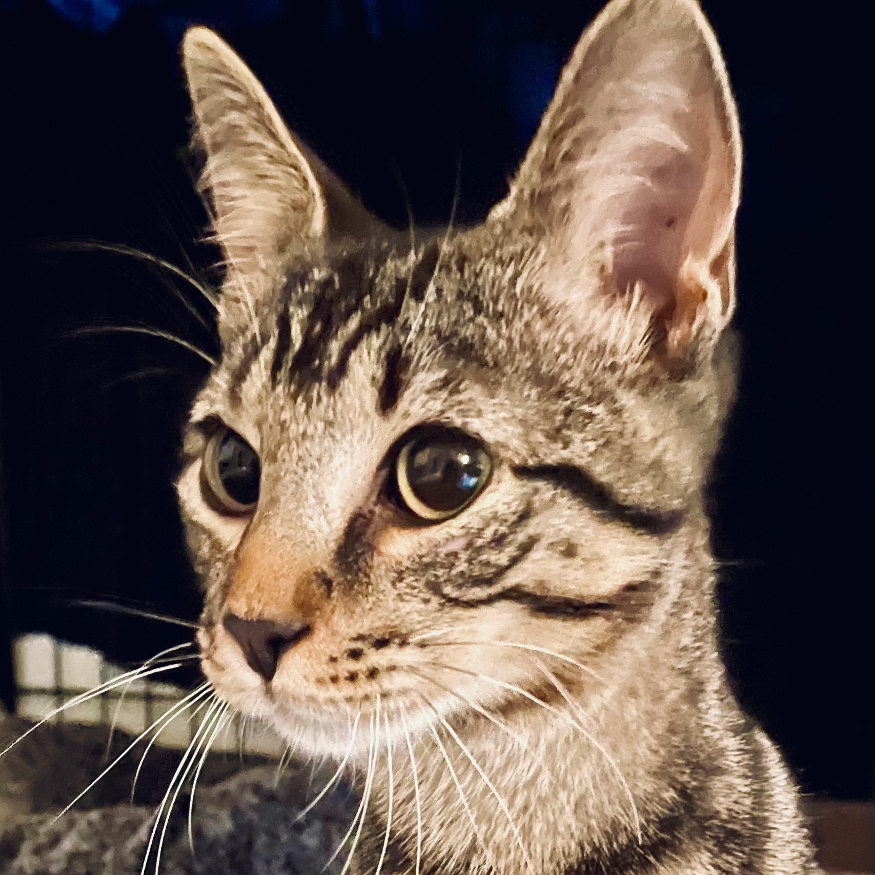 Pepper, a Adoptable mixed breed in Astoria, NY image 1/6