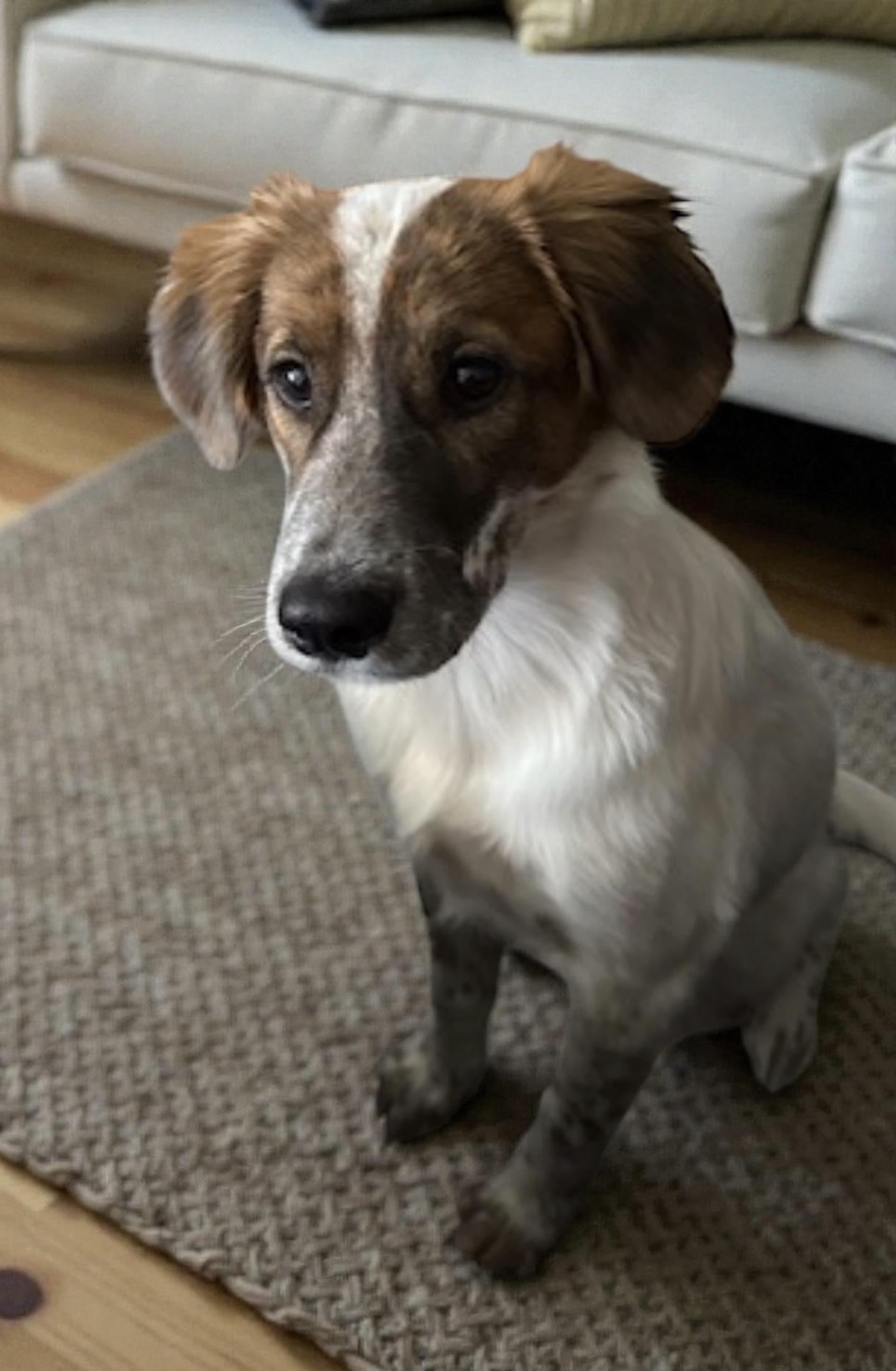 Lilo, a ADOPTABLE mixed breed in Walker, LA image 1/3