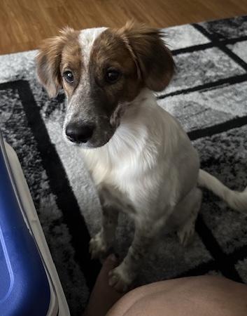 Lilo, a ADOPTABLE mixed breed in Walker, LA image 2/3