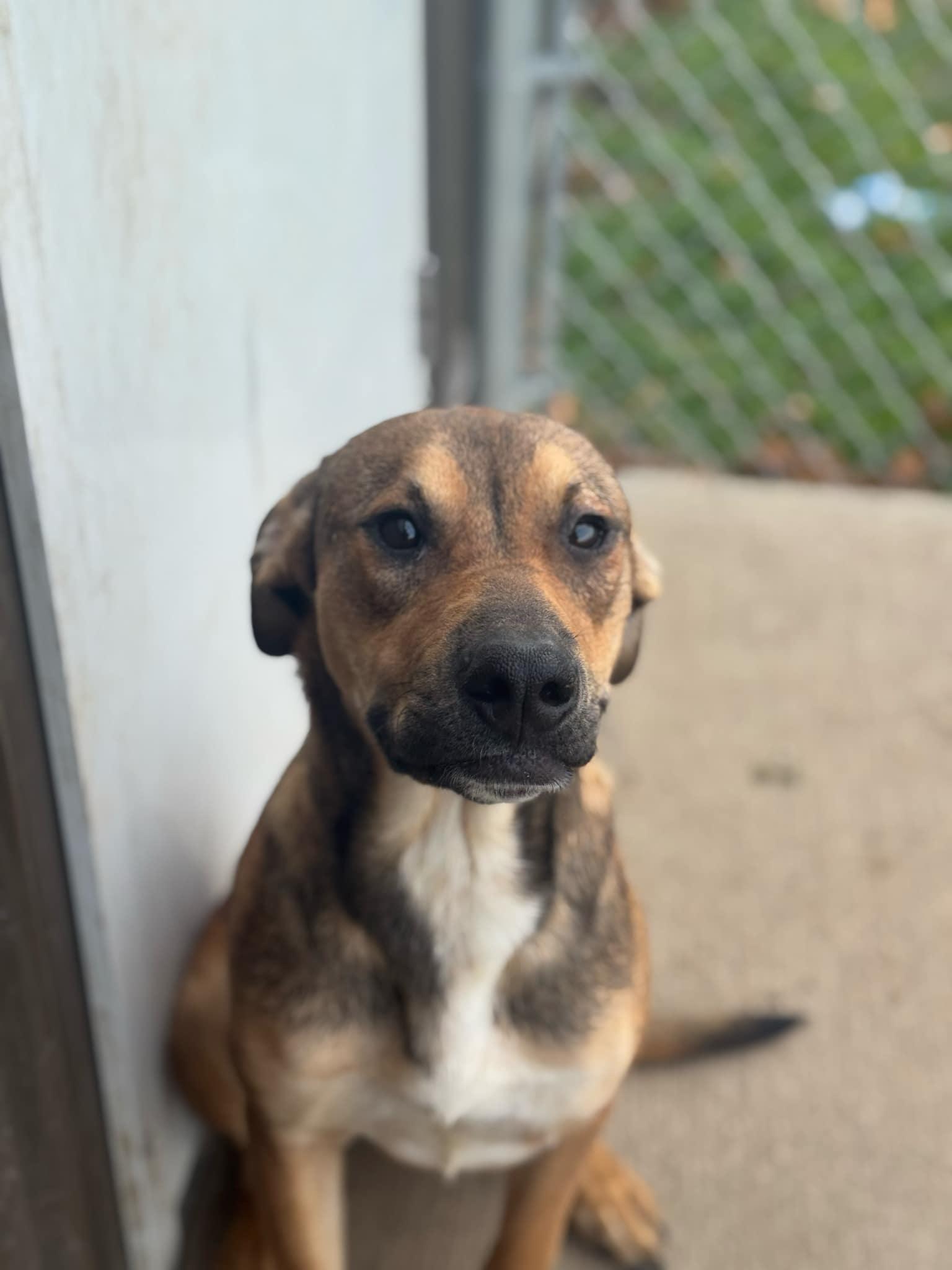 Dog for adoption Laverne, a Mixed Breed in Brownstown, IN Petfinder Dog for adoption Laverne, a Mixed Breed in Brownstown, IN Petfinder
