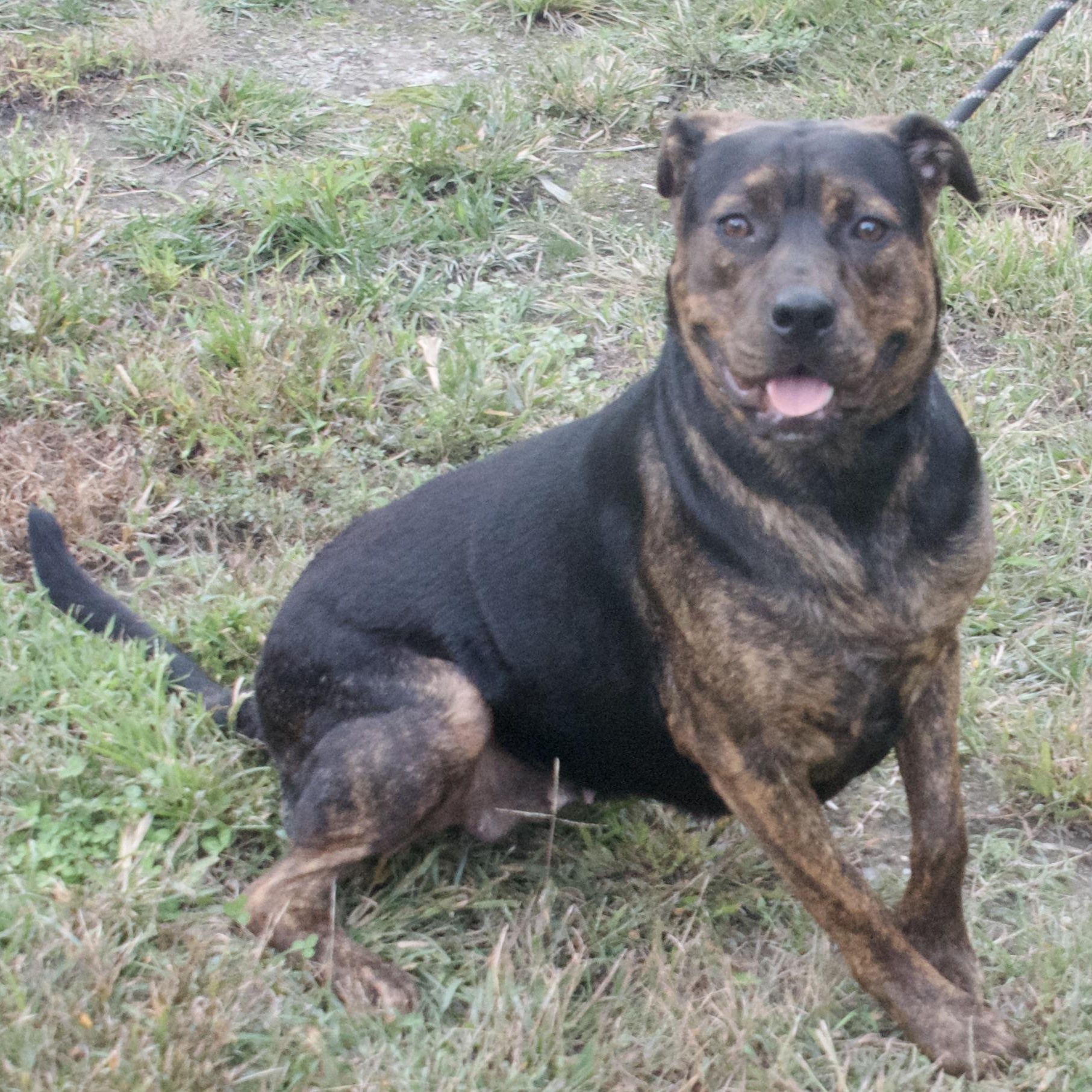 Penelope, a Adoptable Mixed Breed in Gloucester, VA image 3/3