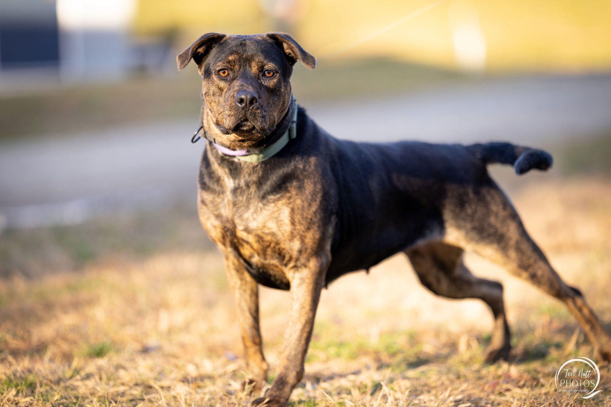 Enlarge Penelope, a Adoptable Mixed Breed in Gloucester, VA image 4/4