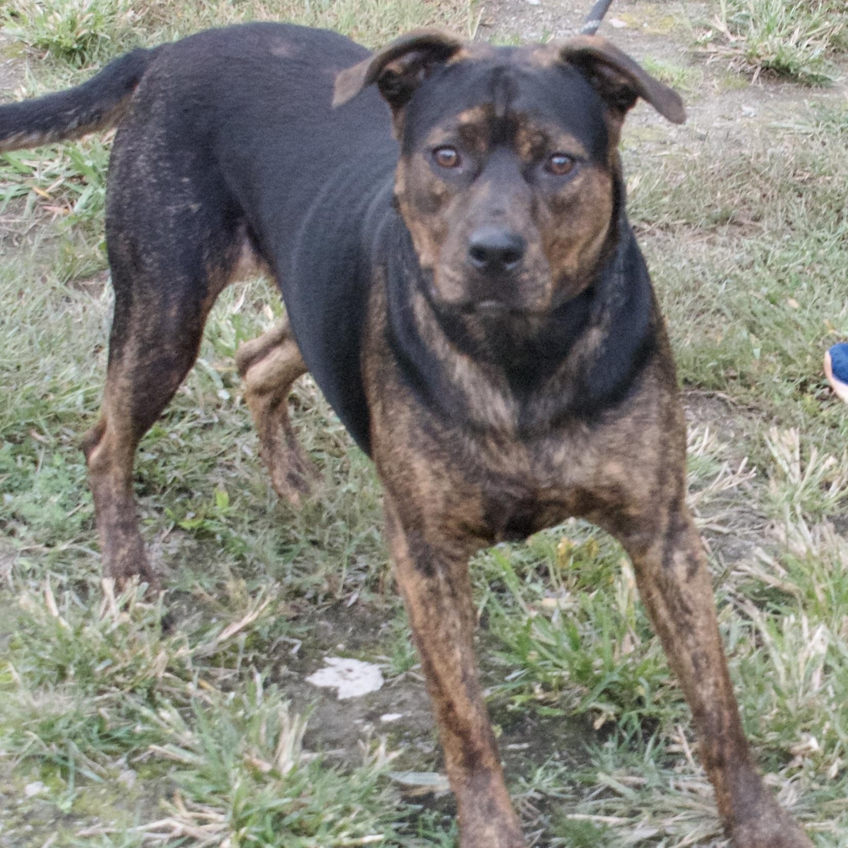 Penelope, Adoptable, Adult Female Mixed Breed.