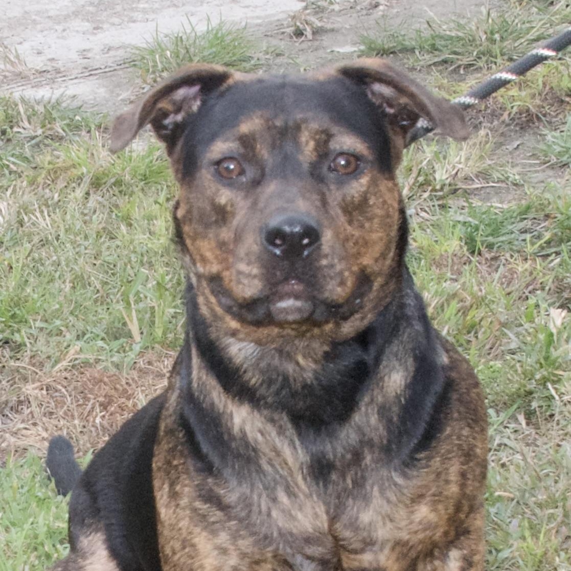 Penelope, a Adoptable Mixed Breed in Gloucester, VA image 2/3