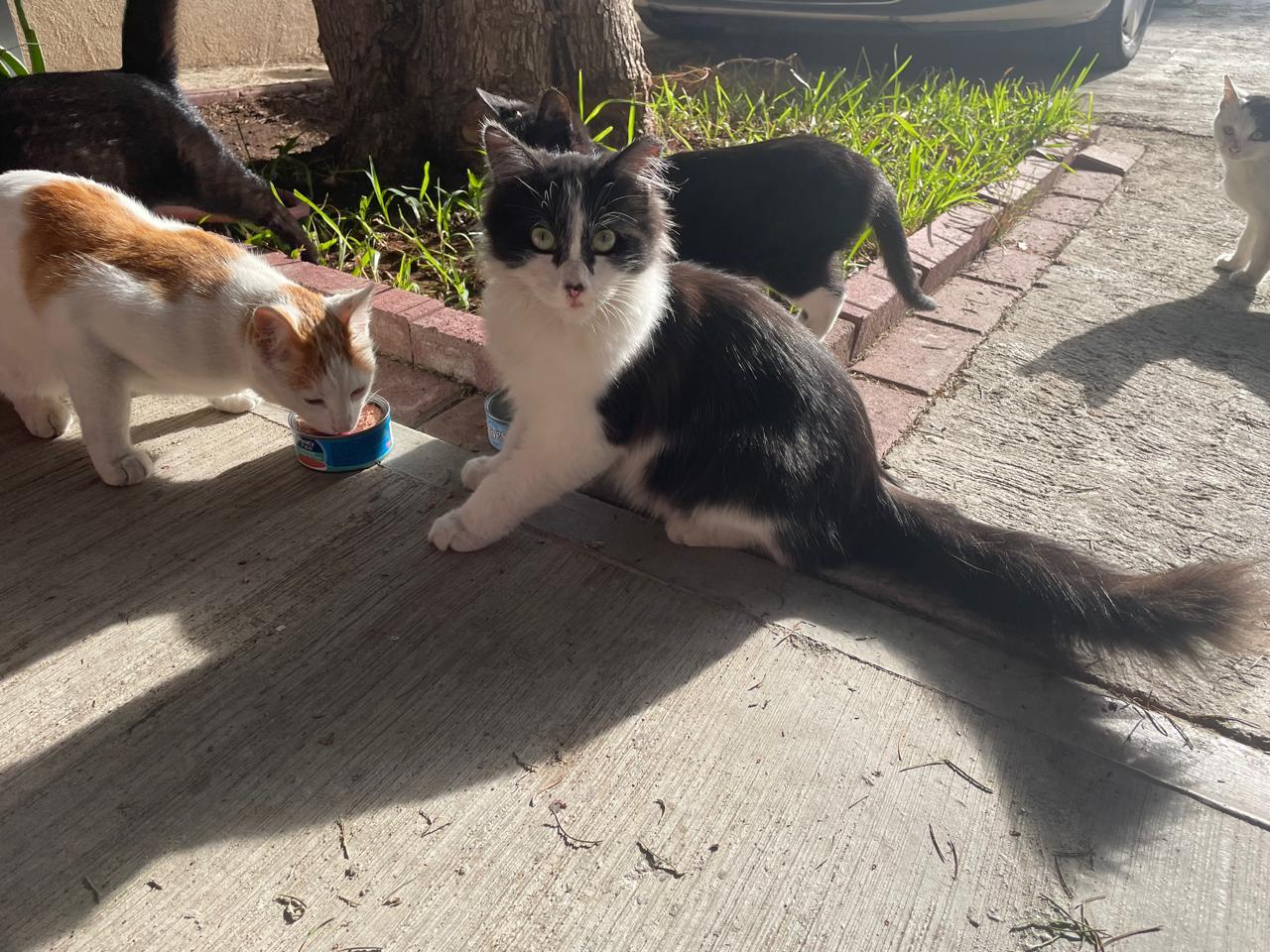 Oreo, a Adoptable mixed breed in Tijuana, BCN image 2/3