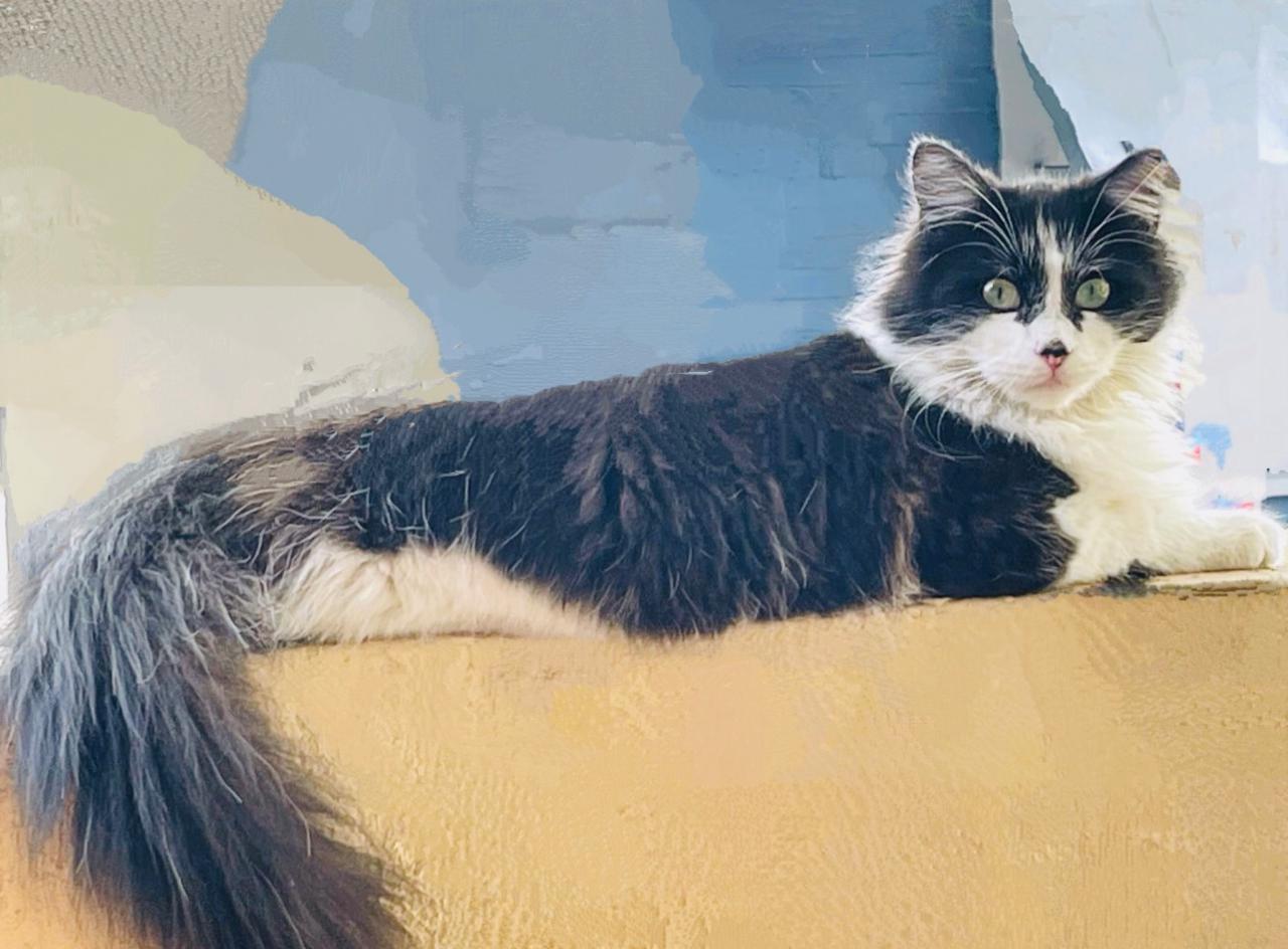 Oreo, Adoptable, Adult Male Norwegian Forest Cat & Tuxedo.