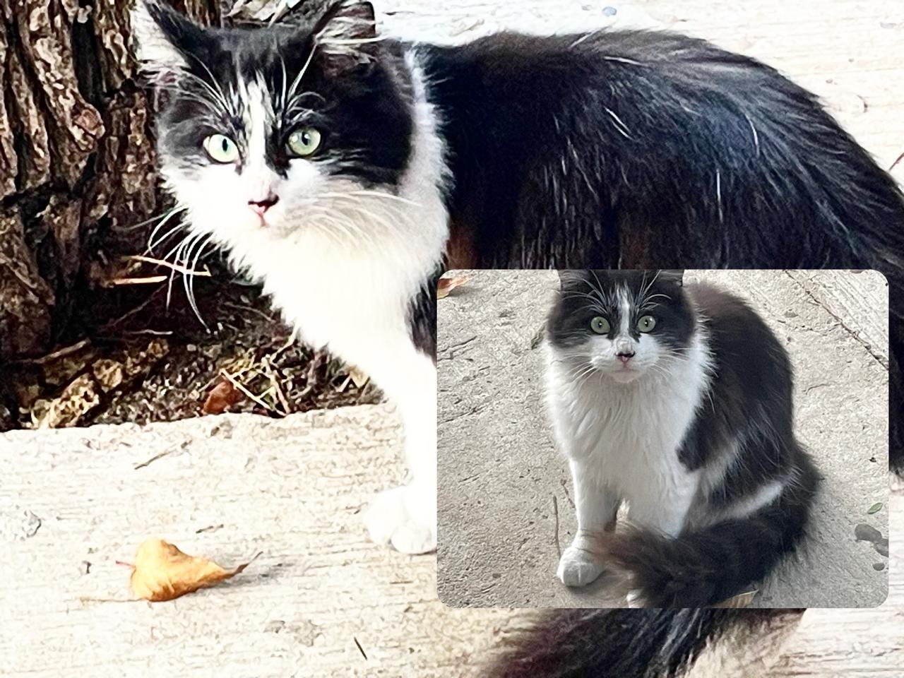 Oreo, a Adoptable mixed breed in Tijuana, BCN image 3/3