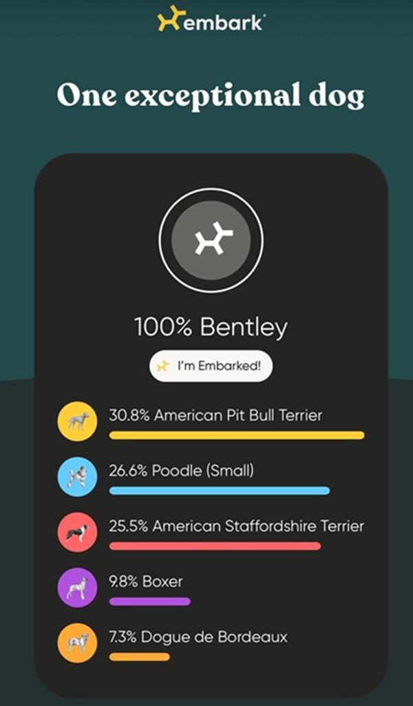Enlarge Bentley, a Adoptable mixed breed in Oakland, CA image 1/1