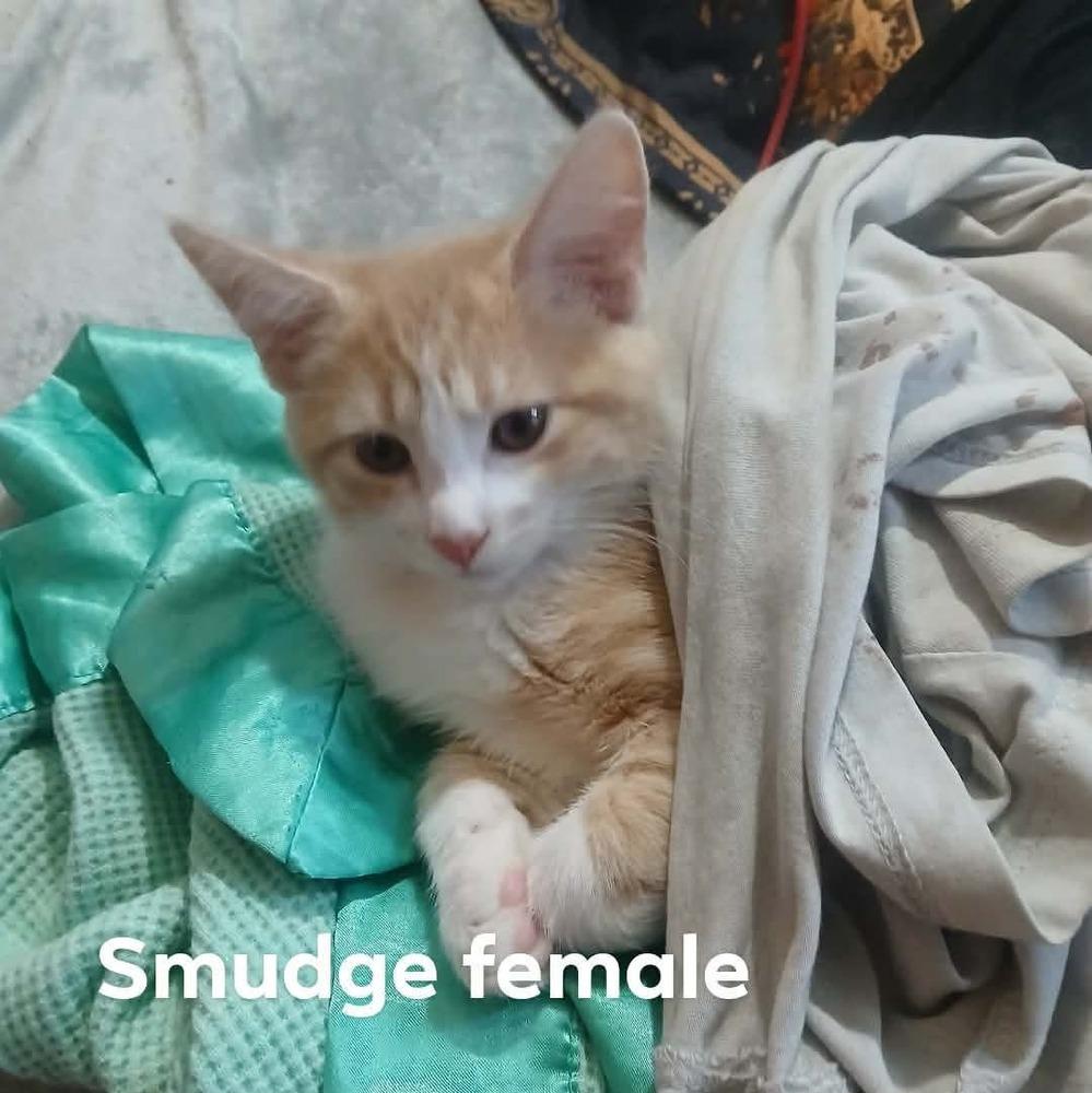 Enlarge Smudge, a Adoptable mixed breed in Bremen, OH image 1/1