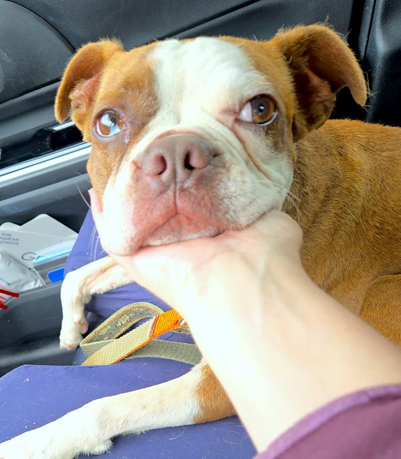 Bruno, Adopted, Adult Male Boston Terrier.