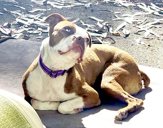 Bruno, a Adopted Boston Terrier in San Mateo, CA image 2/4