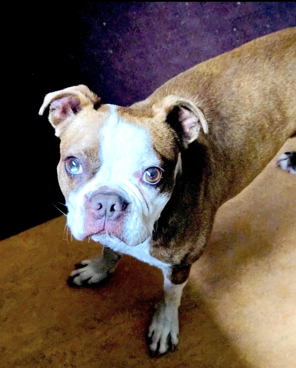 Bruno, a Adopted Boston Terrier in San Mateo, CA image 4/4