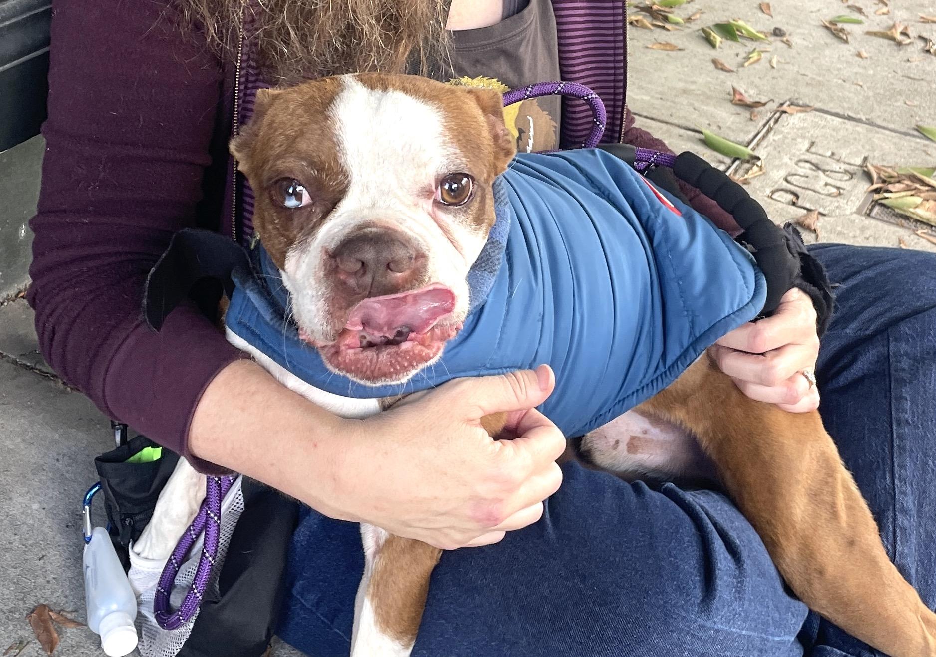 Bruno, a Adopted Boston Terrier in San Mateo, CA image 3/4