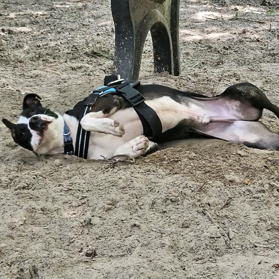 Enlarge Zaden (Brax)26465, a Adoptable Mixed Breed in Middleburg, FL image 1/4