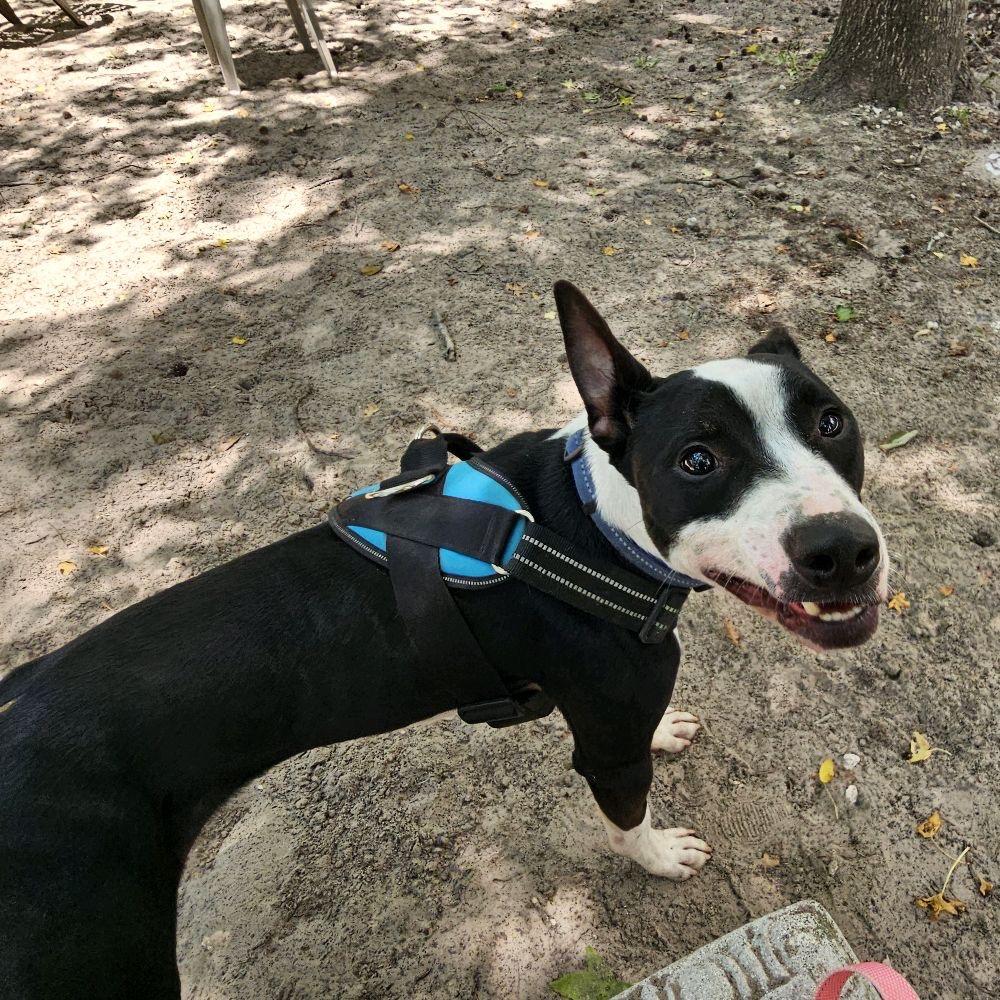 Enlarge Zaden (Brax)26465, a Adoptable Mixed Breed in Middleburg, FL image 2/4