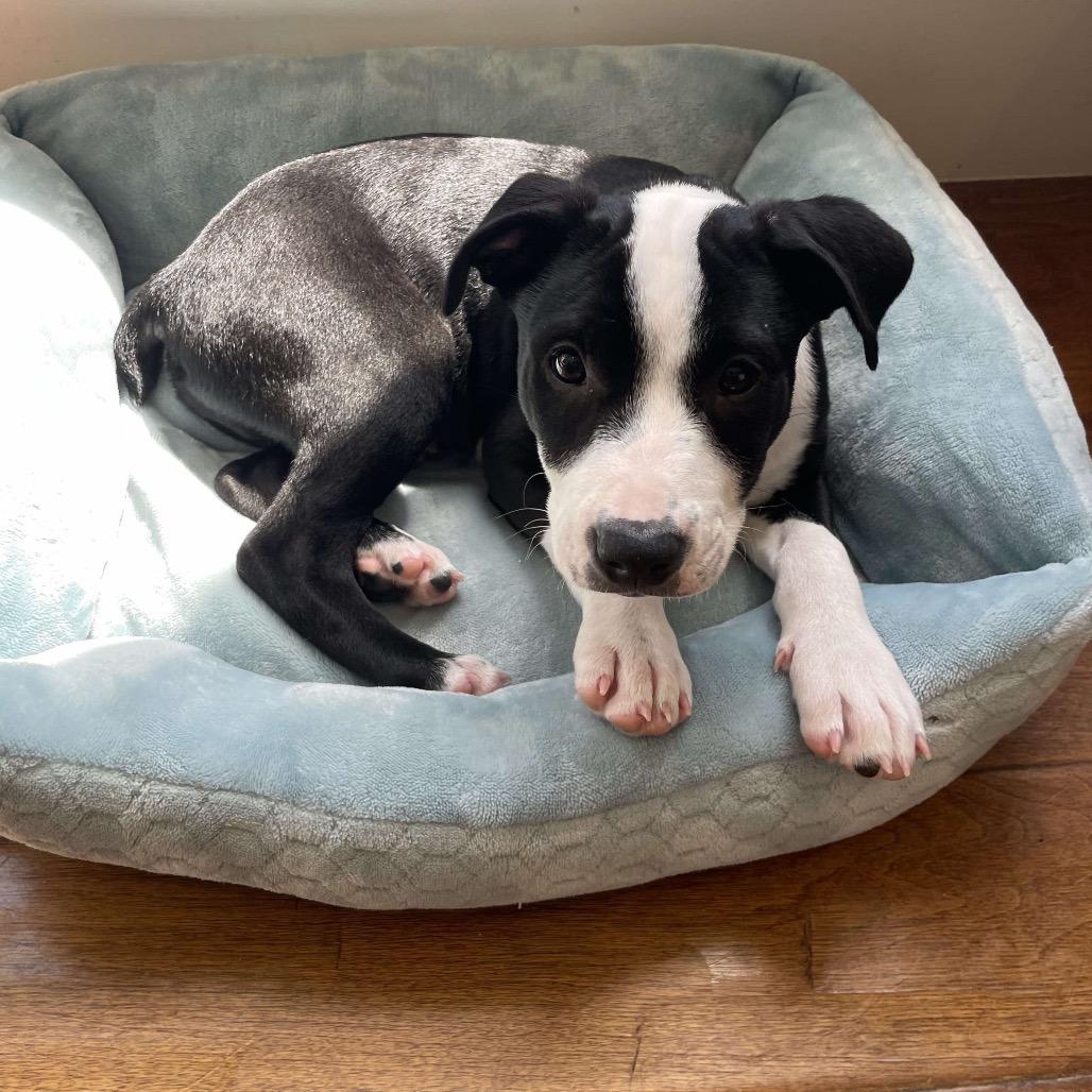 Enlarge Zaden (Brax)26465, a Adoptable Mixed Breed in Middleburg, FL image 3/4