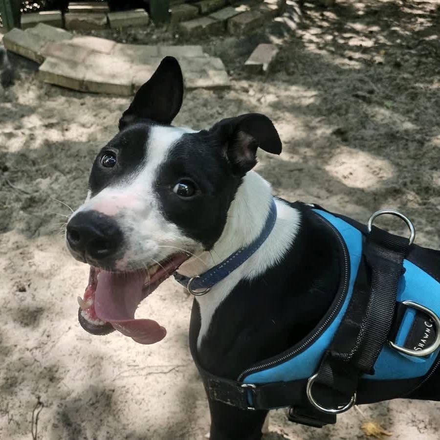 Enlarge Zaden (Brax)26465, a Adoptable Mixed Breed in Middleburg, FL image 4/4