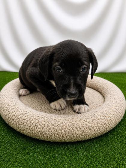 Enlarge PaulMitchell, a Adoptable mixed breed in Covington, LA image 1/1