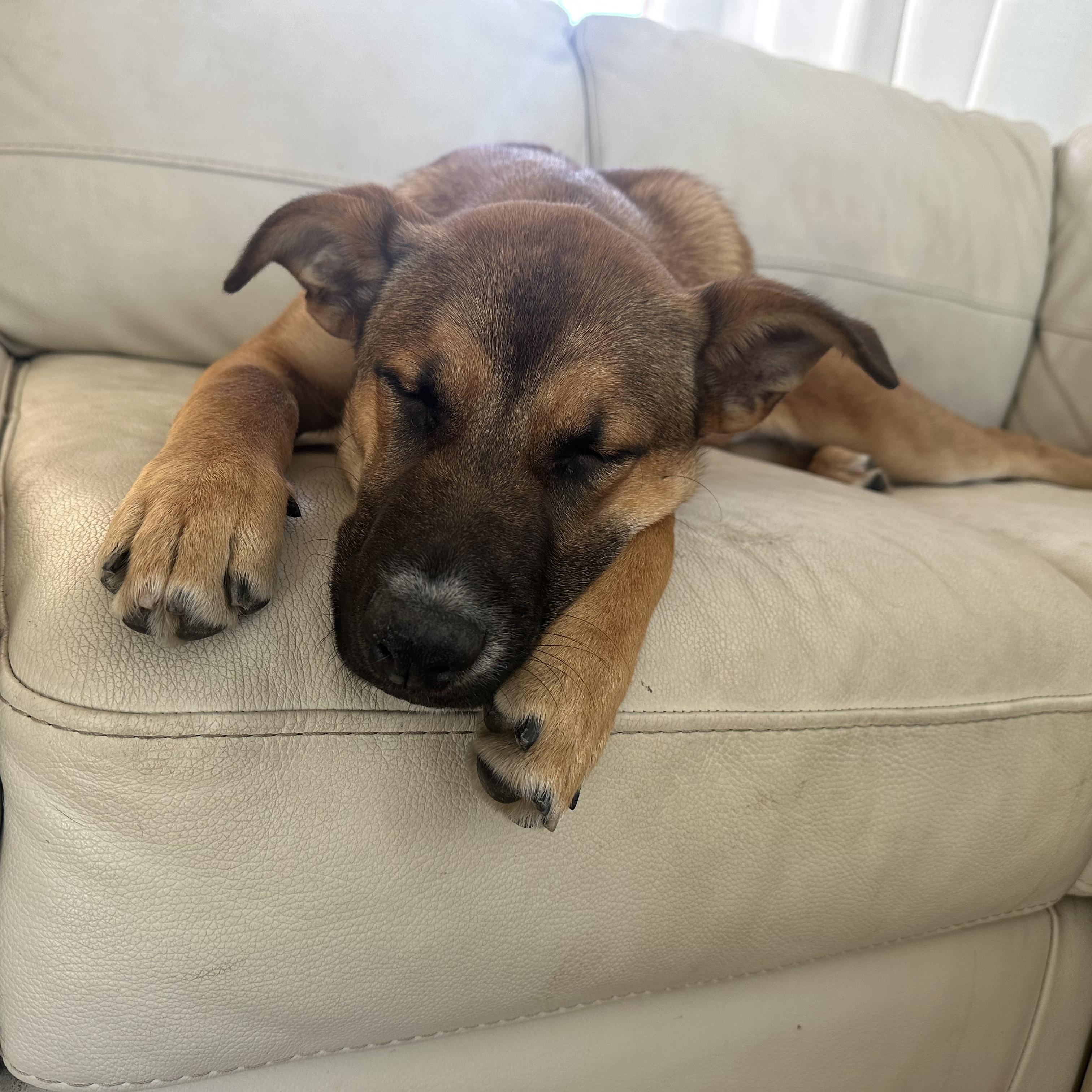 Enlarge NALA!, a Adoptable mixed breed in Trabuco Canyon, CA image 3/6