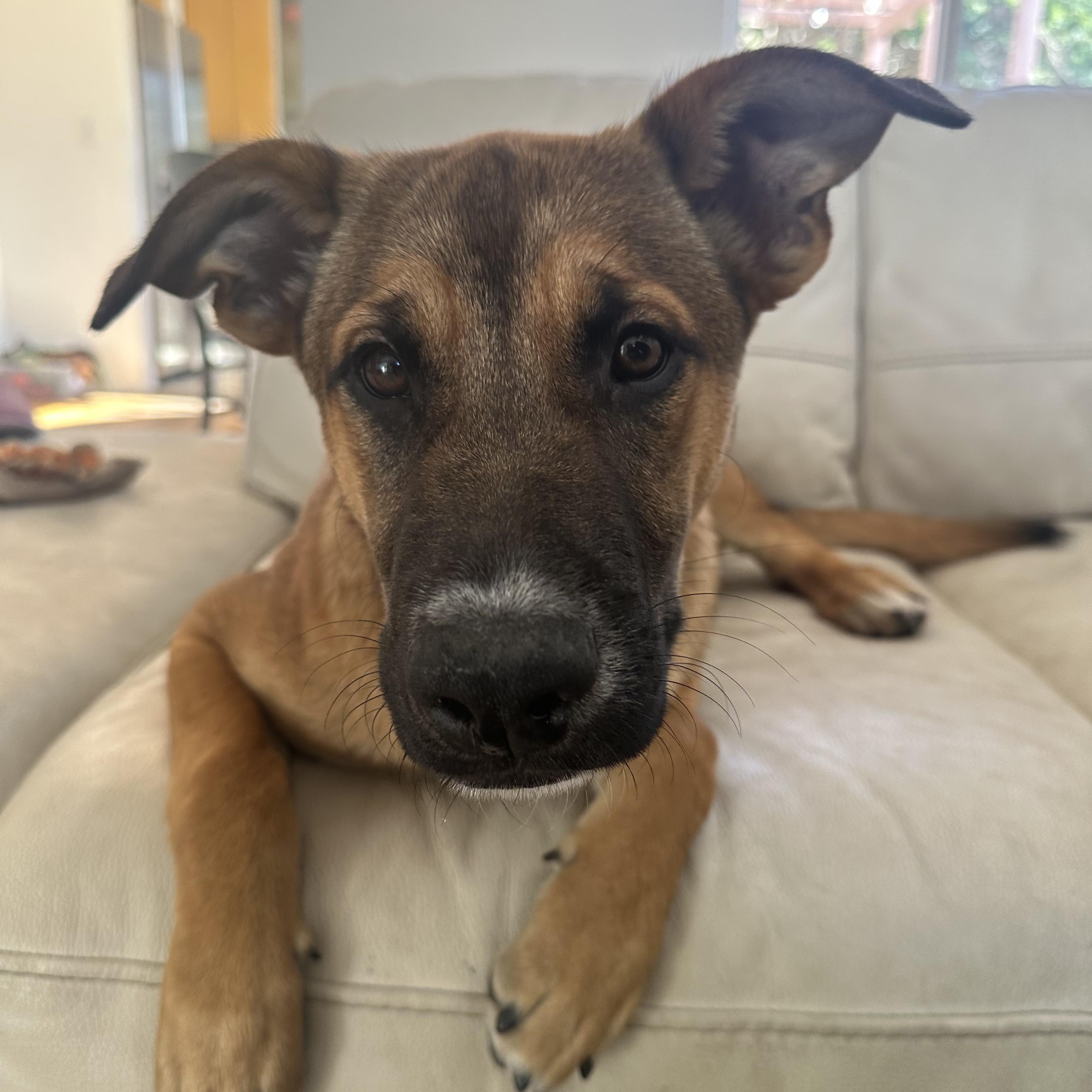 Enlarge NALA!, a Adoptable mixed breed in Trabuco Canyon, CA image 1/6