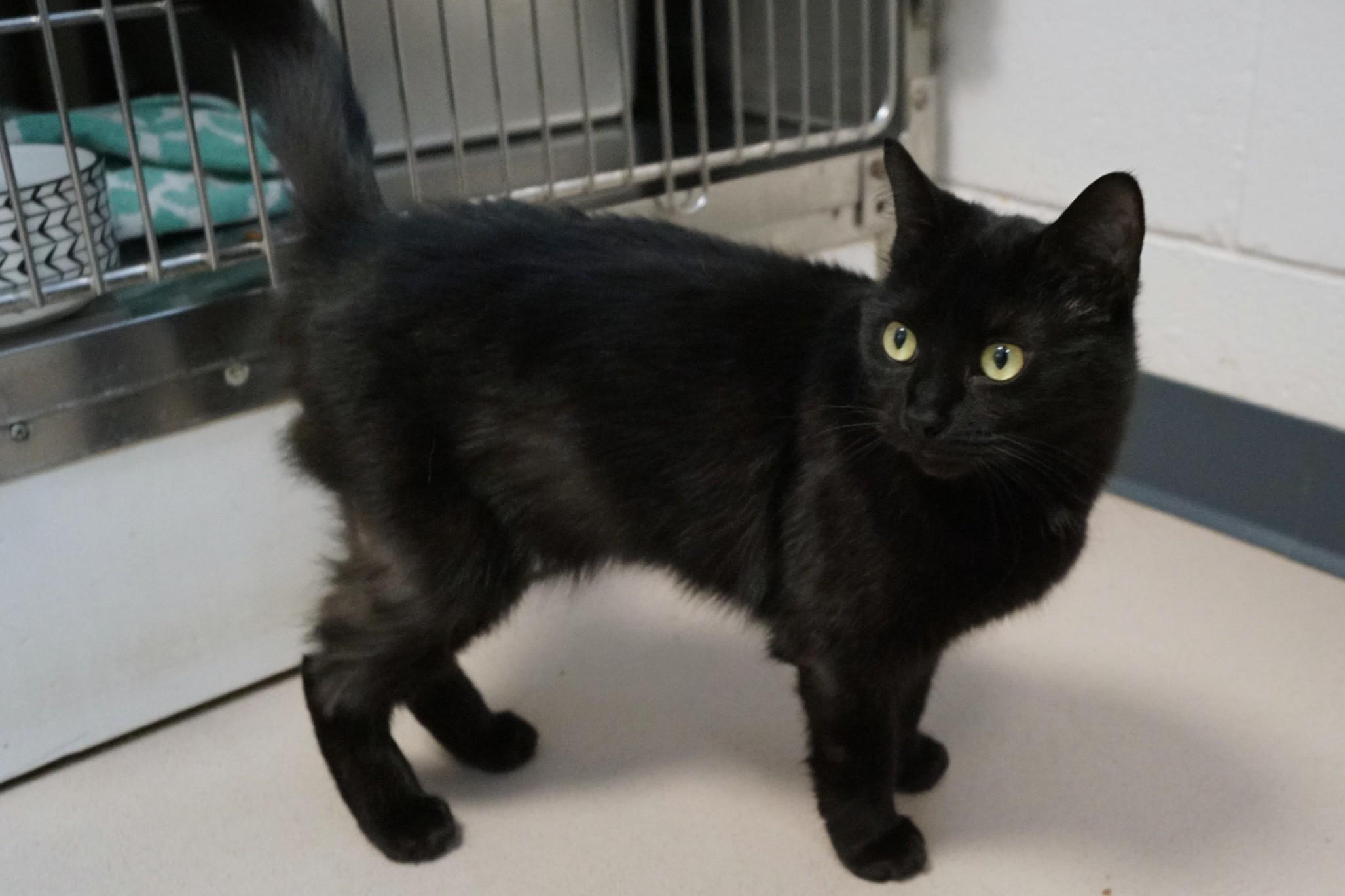 Enlarge Jill Merriam, an adopted Domestic Short Hair in New Milford, CT image 6/6