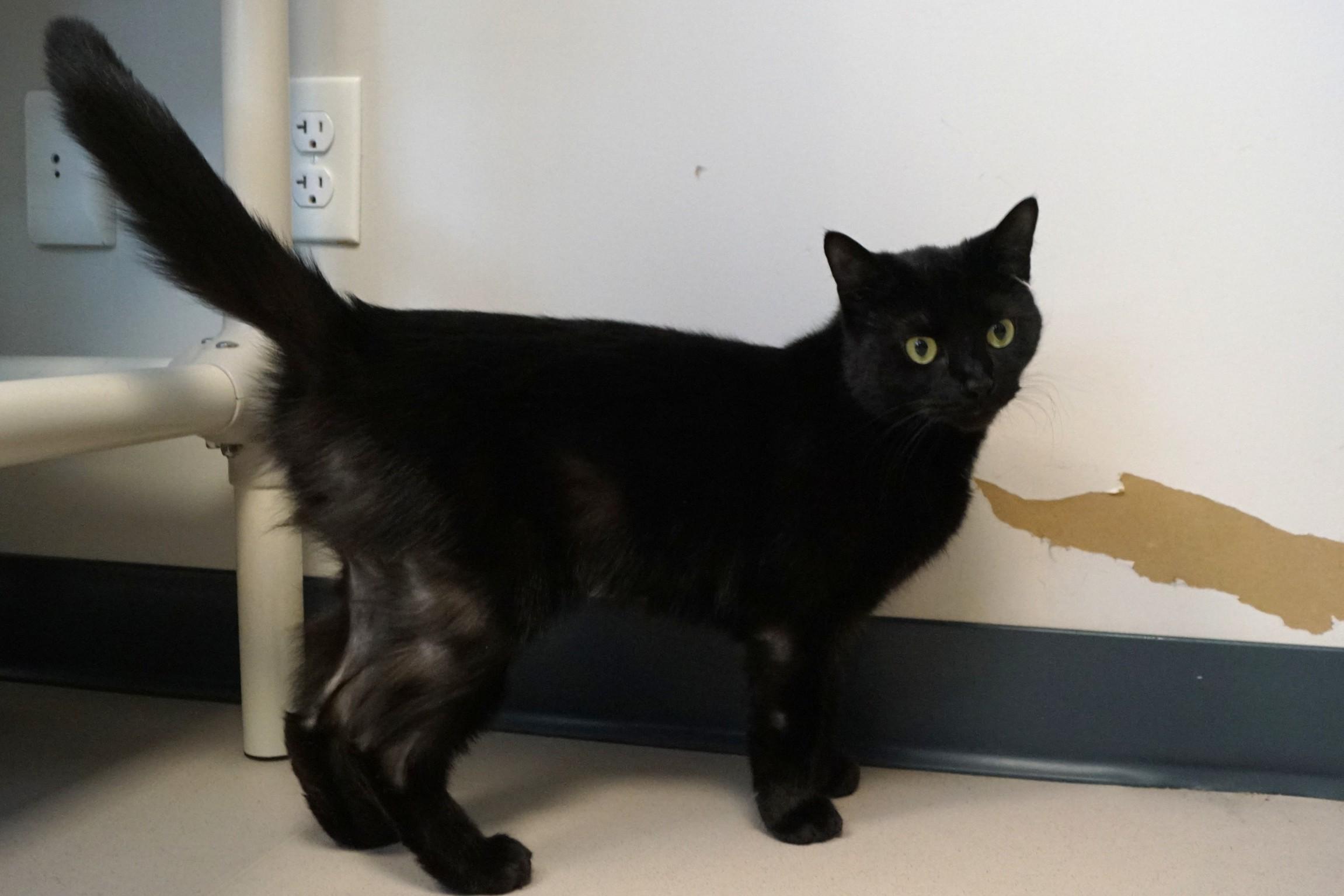 Enlarge Jill Merriam, an adopted Domestic Short Hair in New Milford, CT image 2/6