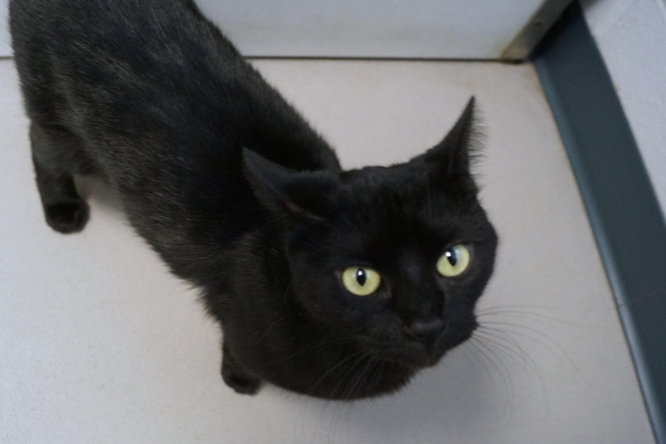 Enlarge Jill Merriam, an adopted Domestic Short Hair in New Milford, CT image 5/6