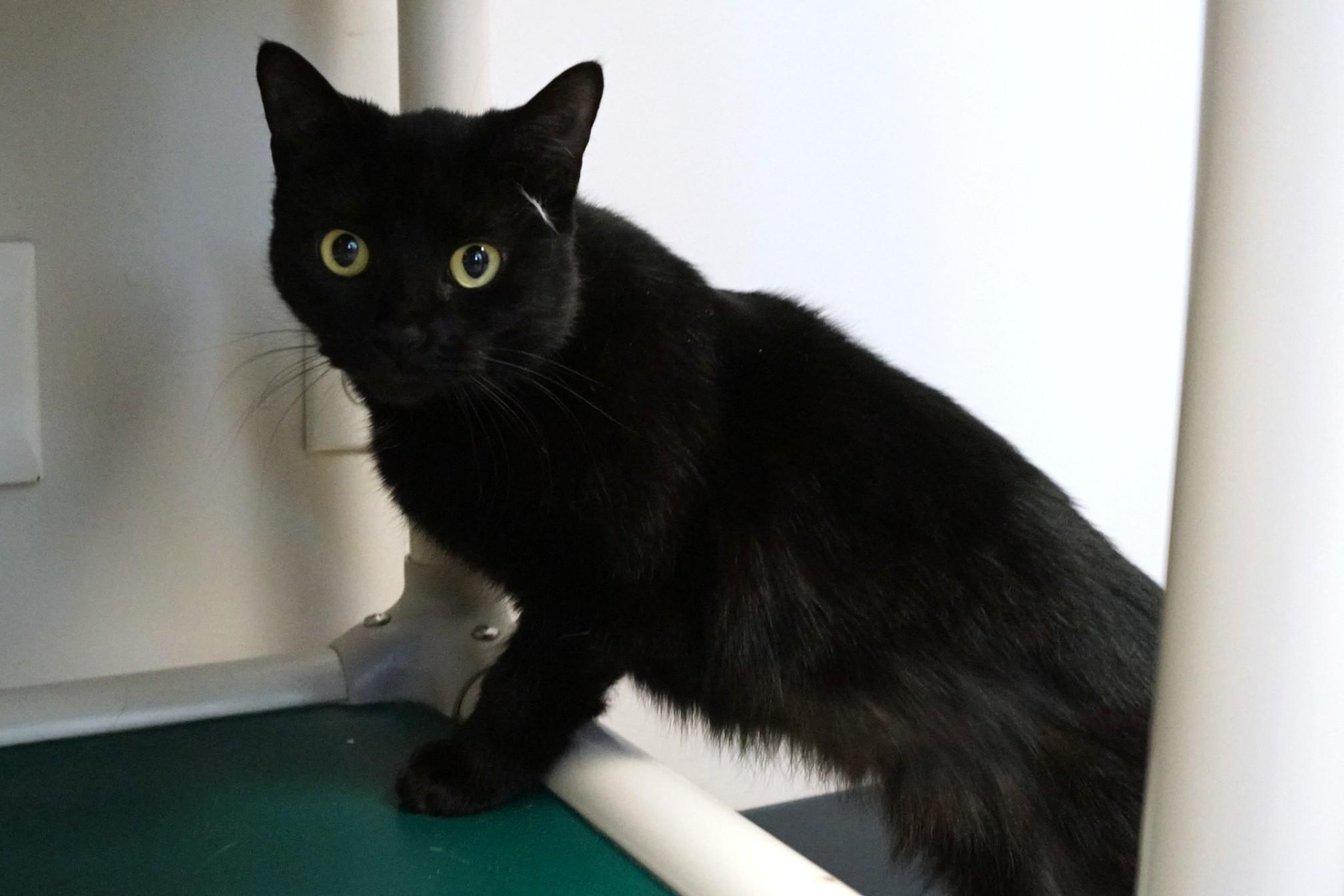 Jill Merriam, adopted, Adult Female Domestic Short Hair.