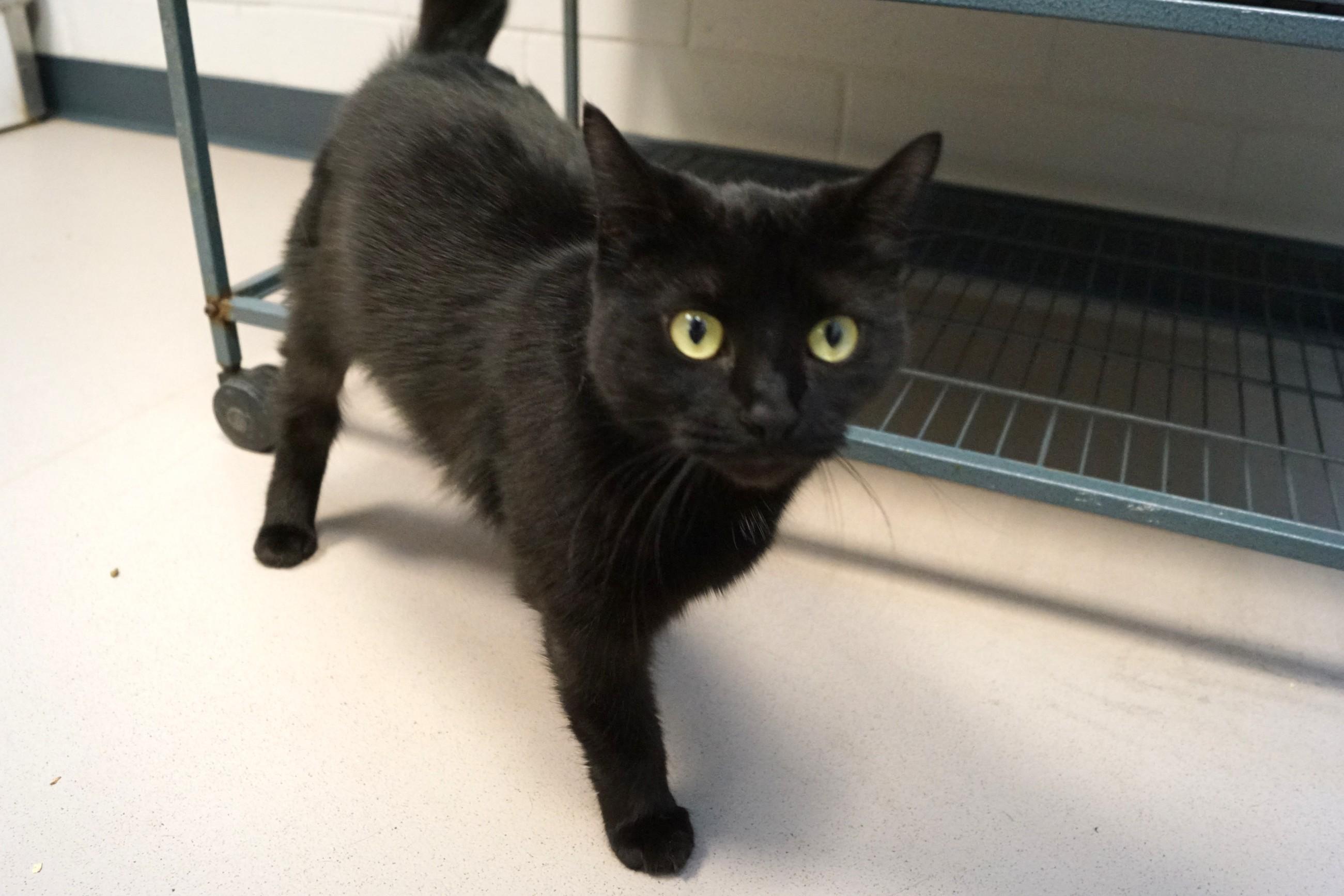 Enlarge Jill Merriam, an adopted Domestic Short Hair in New Milford, CT image 4/6