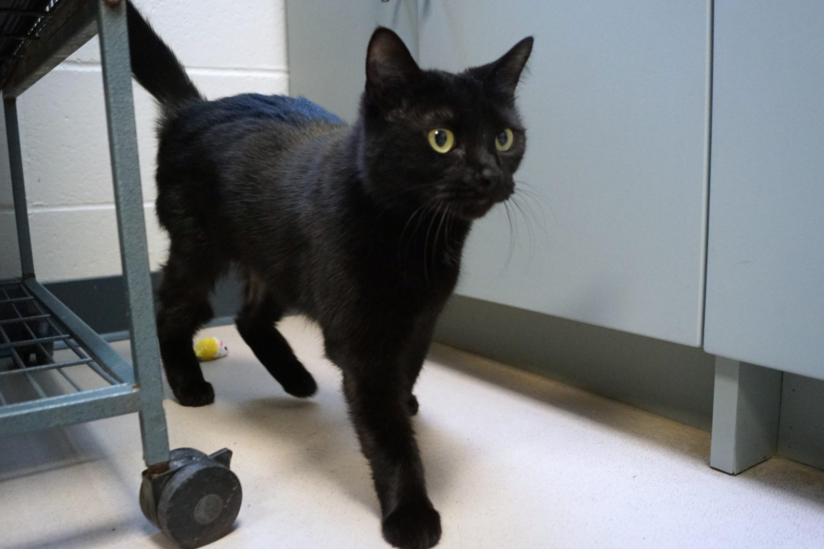 Enlarge Jill Merriam, an adopted Domestic Short Hair in New Milford, CT image 3/6