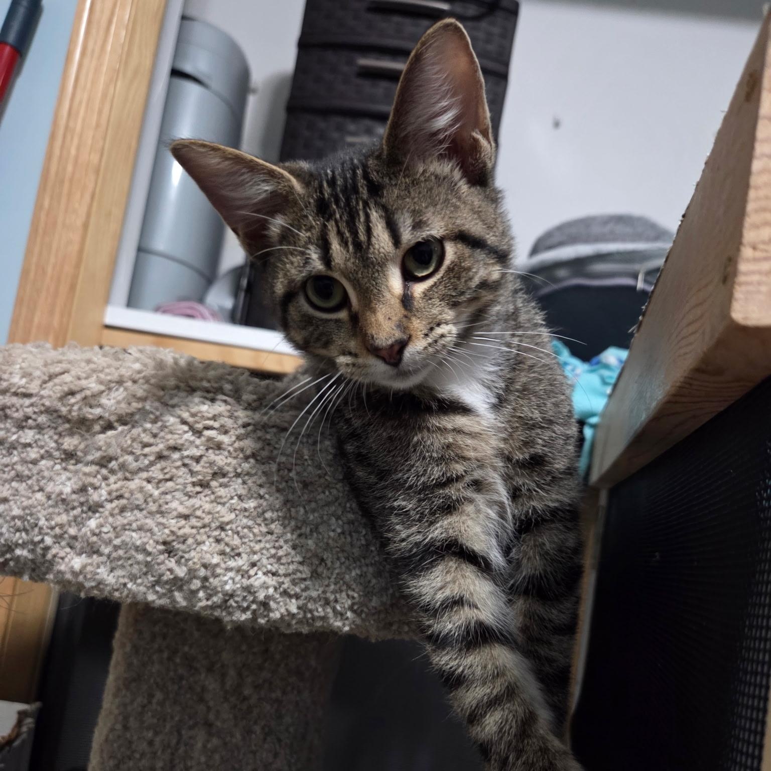Enlarge Sebastian & Kia, a Adoptable Domestic Short Hair in Saint Francis, MN image 4/6