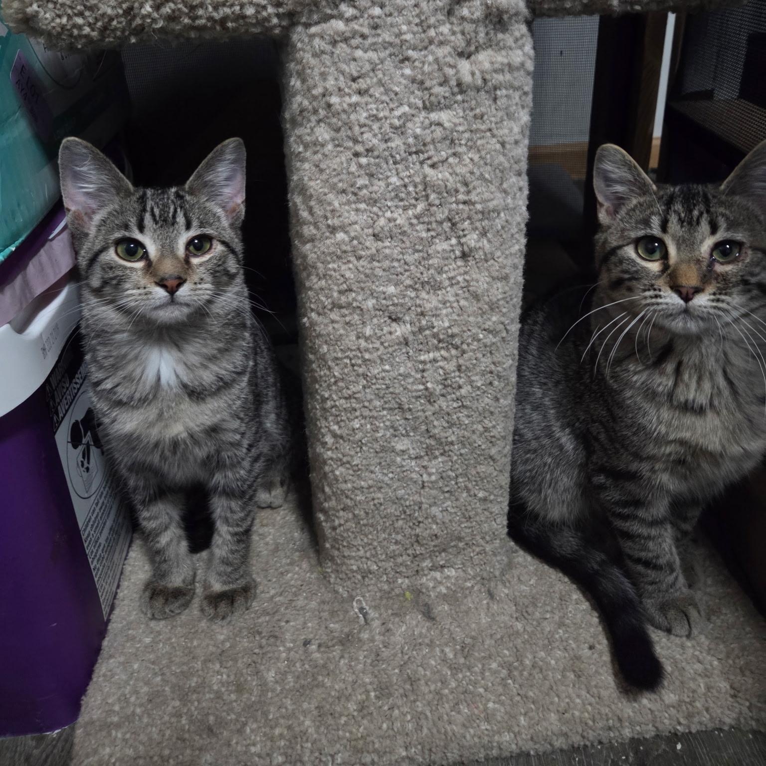 Enlarge Sebastian & Kia, a Adoptable Domestic Short Hair in Saint Francis, MN image 1/6