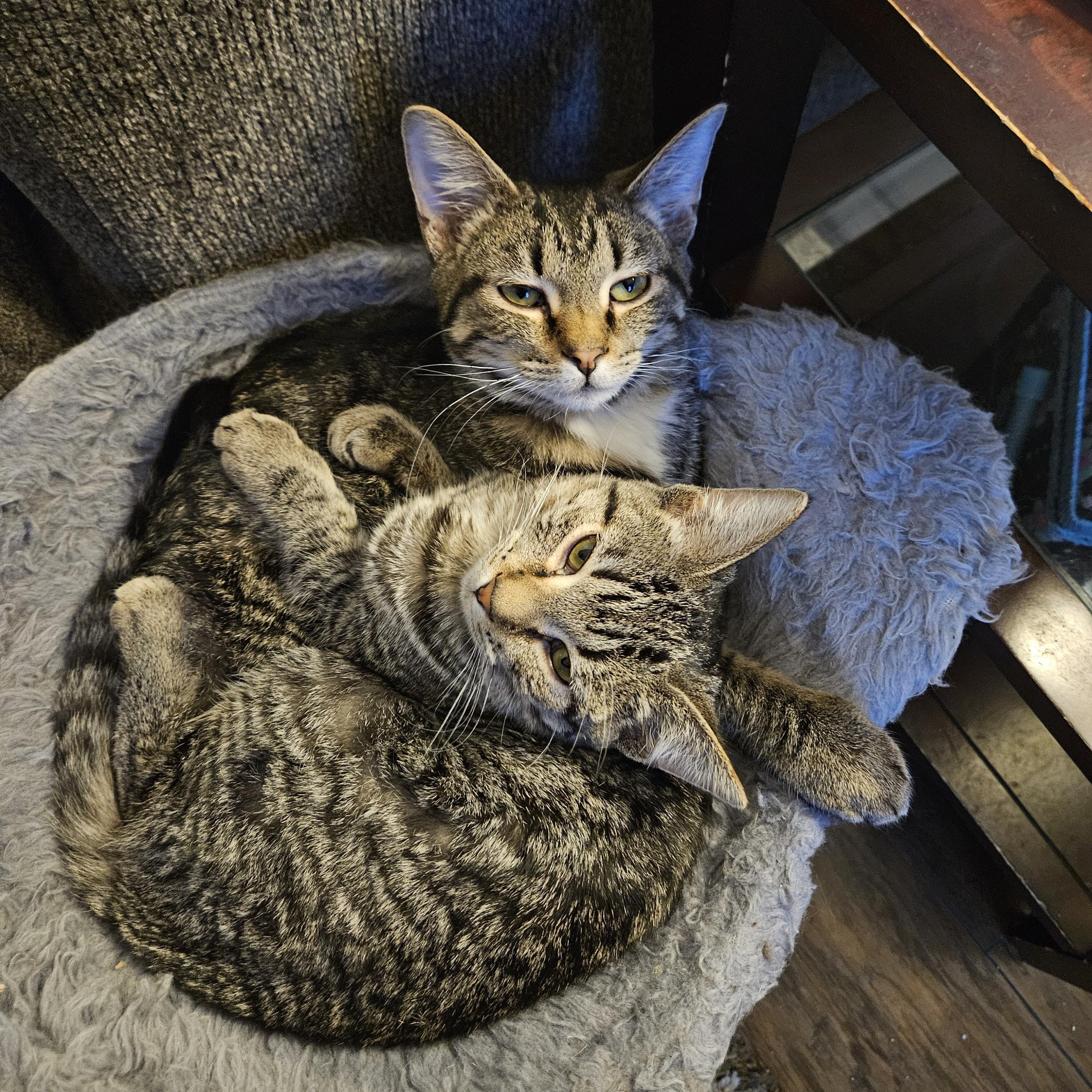 Sebastian & Kia, Adoptable, Young Male Domestic Short Hair.