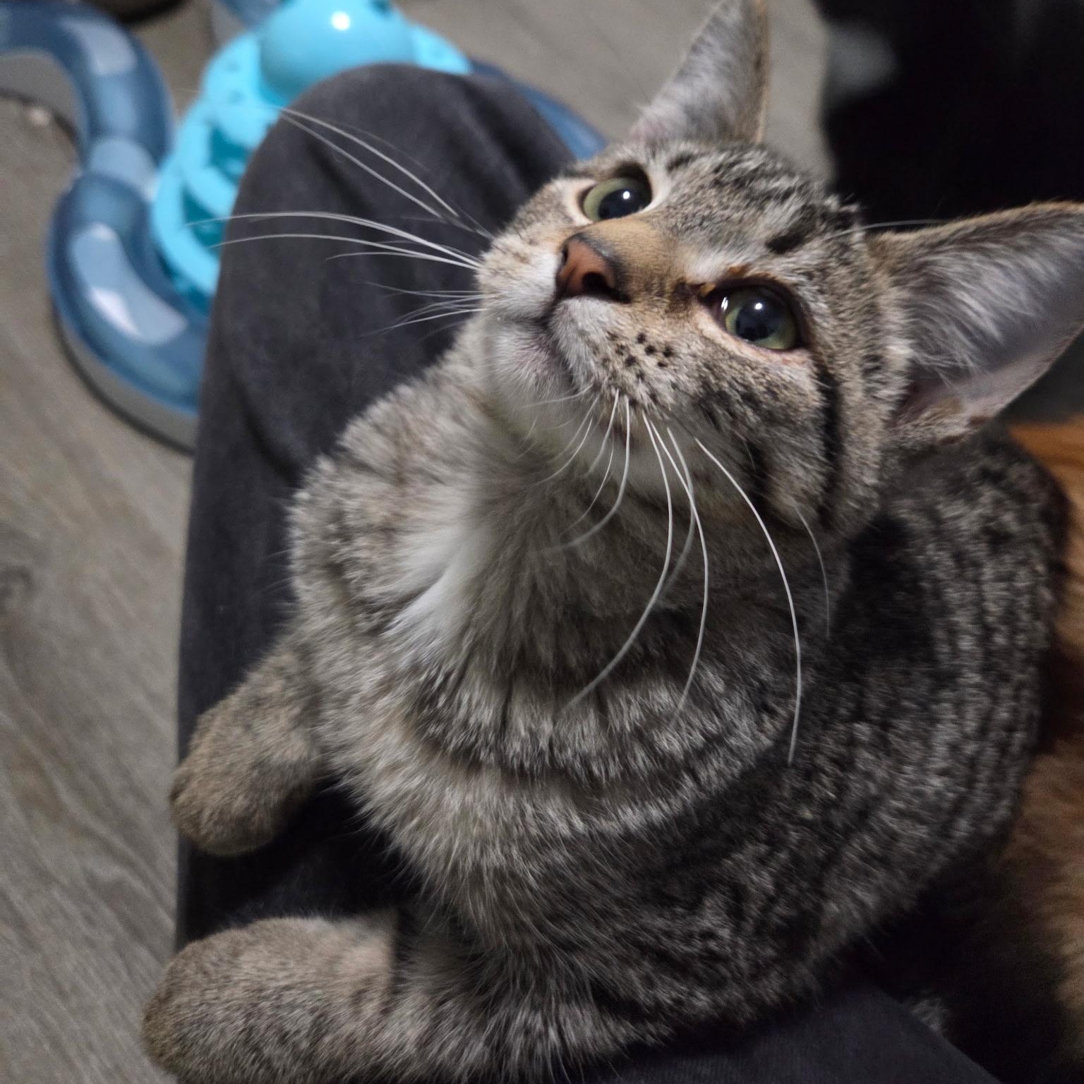 Enlarge Sebastian & Kia, a Adoptable Domestic Short Hair in Saint Francis, MN image 6/6