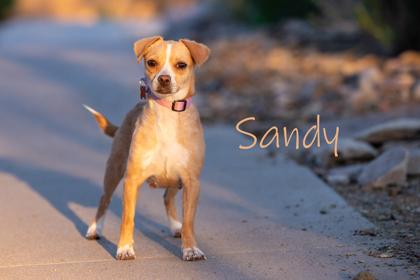 Sandy, Adoptable, Adult Female Chihuahua & Mixed Breed.