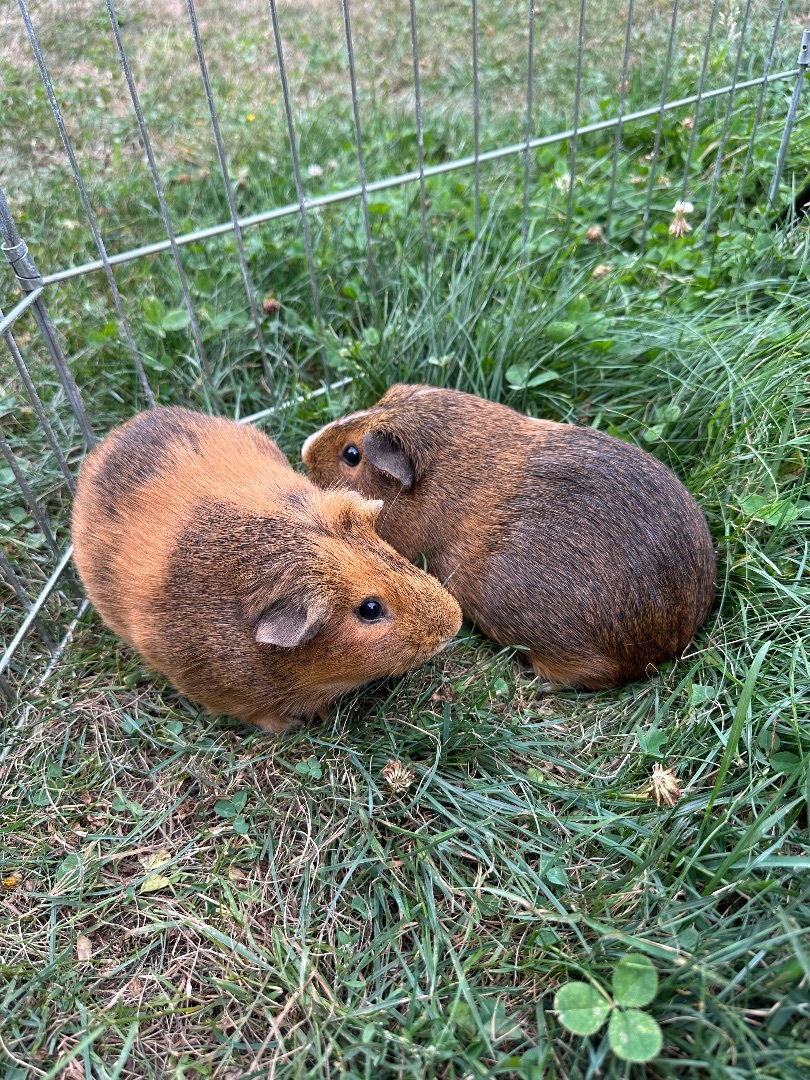 Guinea Pig for adoption Toastie+Kokonut, a Guinea Pig in WA