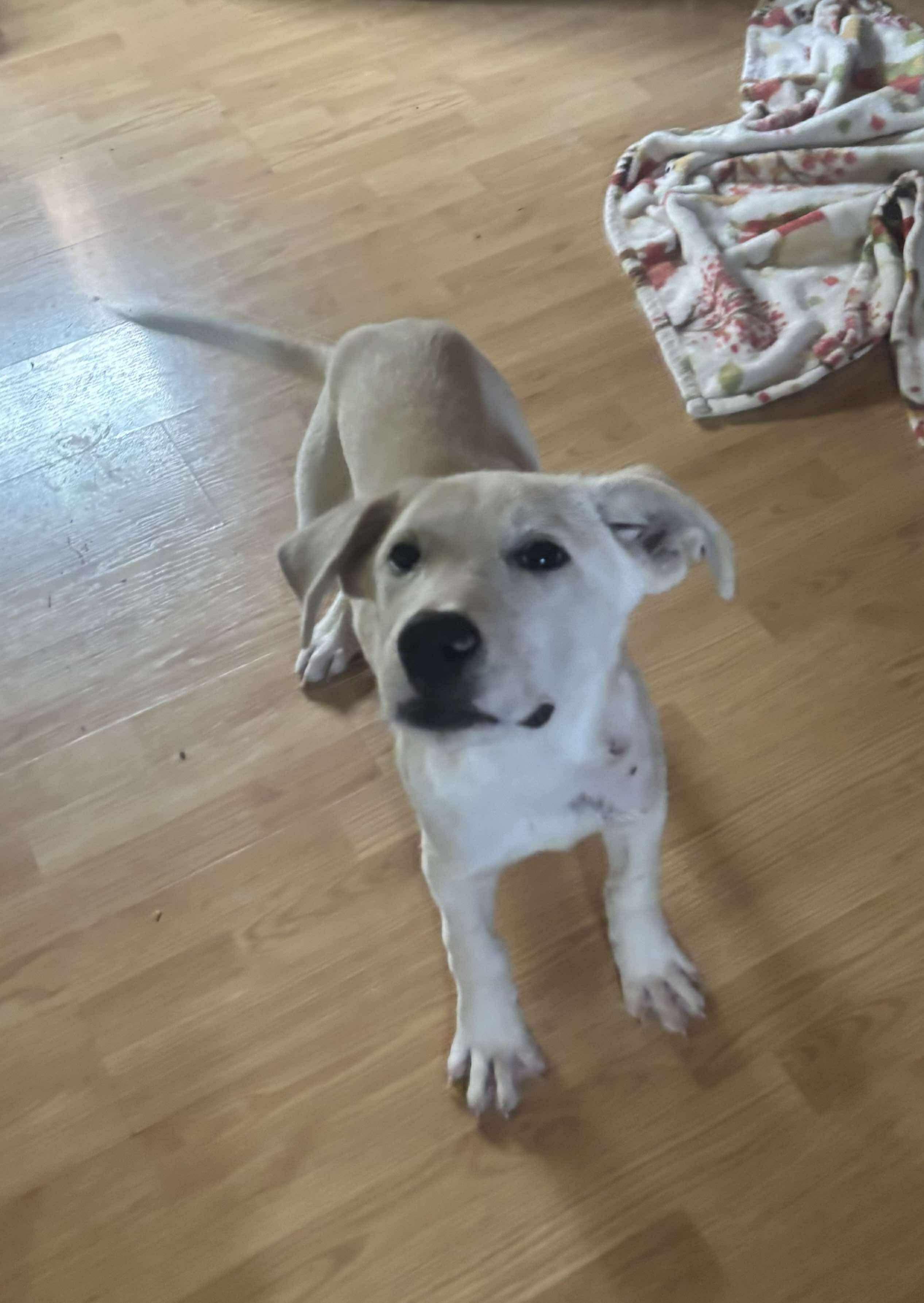 Harvest, Adoptable, Puppy Male Anatolian Shepherd.