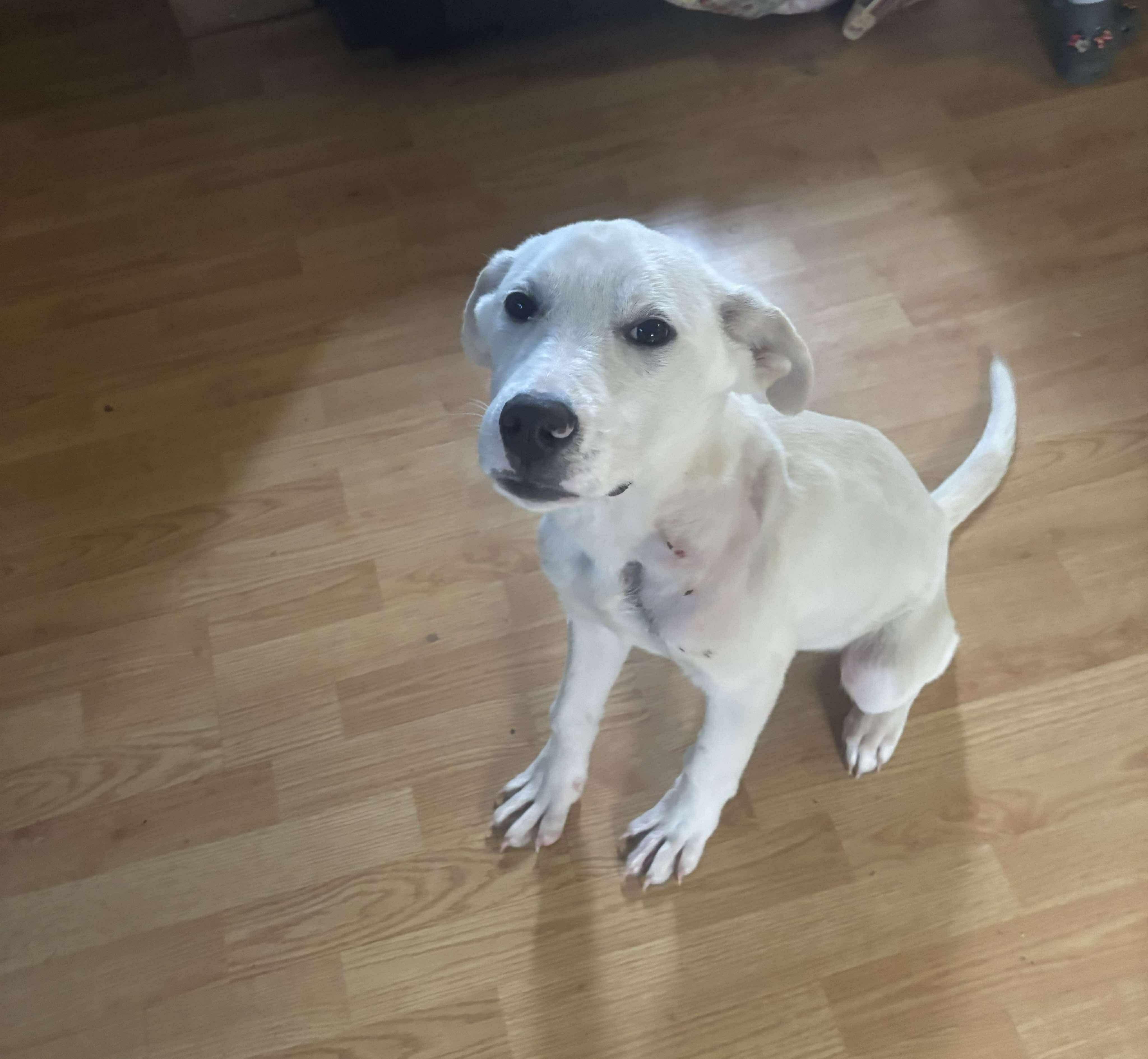 Enlarge Harvest, a Adoptable mixed breed in Westwood, NJ image 2/4