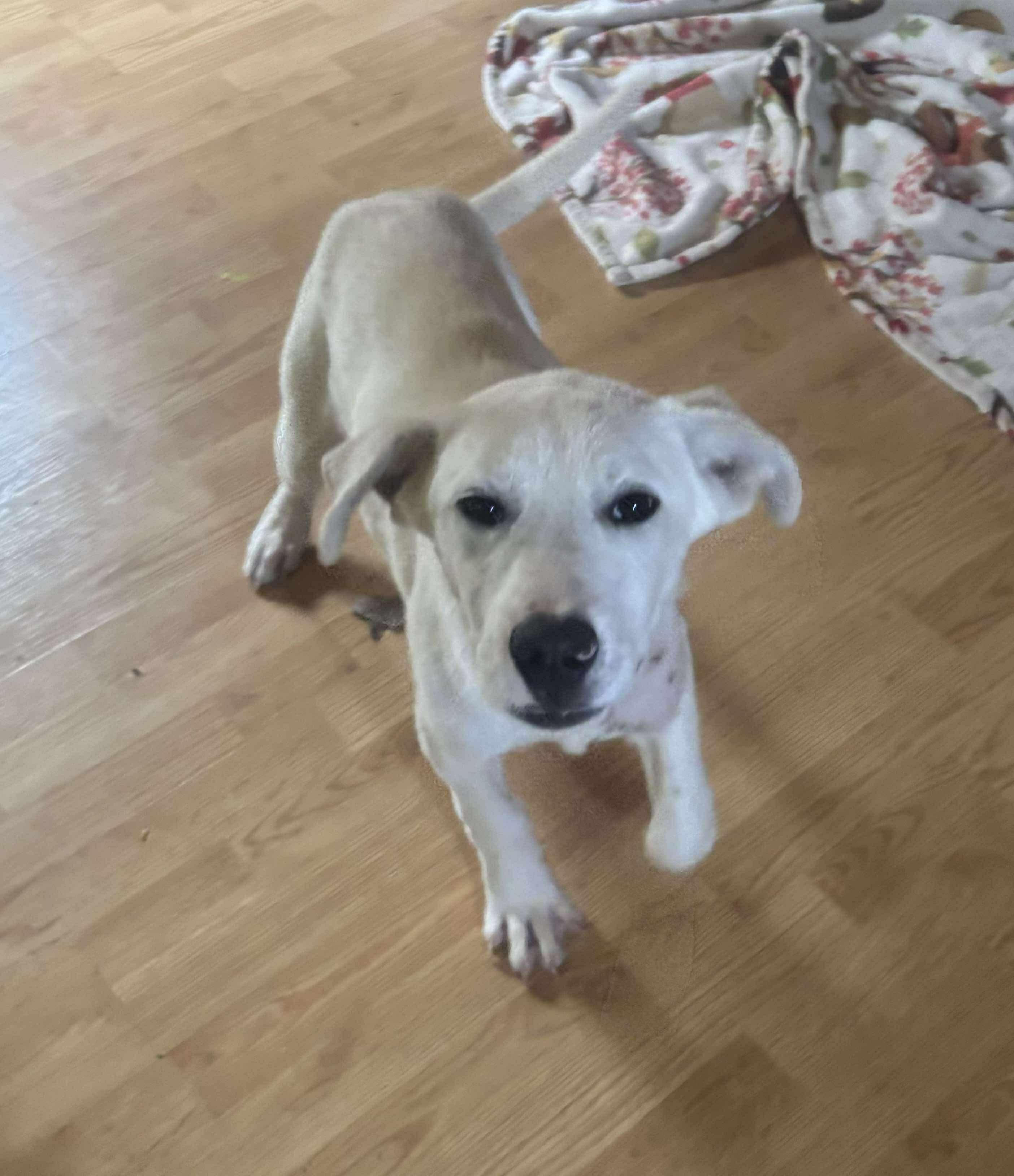 Enlarge Harvest, a Adoptable mixed breed in Westwood, NJ image 3/4