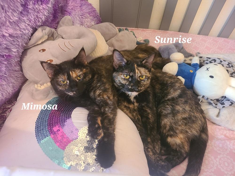 Enlarge Mimosa, a Adoptable Domestic Short Hair in Carrollton, TX image 1/1