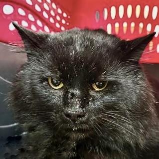 Enlarge Eddie Brock, a Adoptable mixed breed in Burlington, WA image 1/1