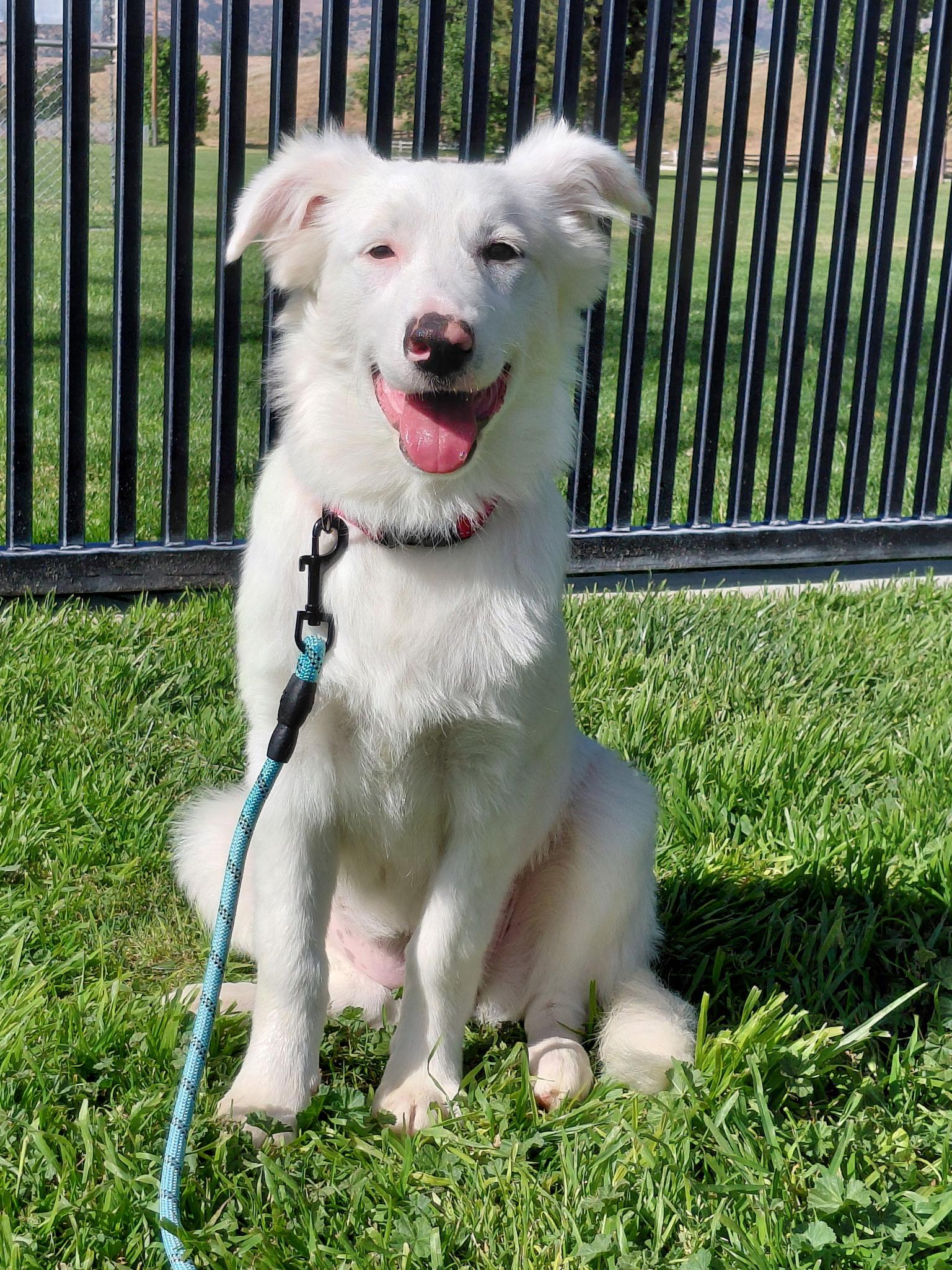 Blaze, ADOPTABLE, Young Female Great Pyrenees & Retriever.