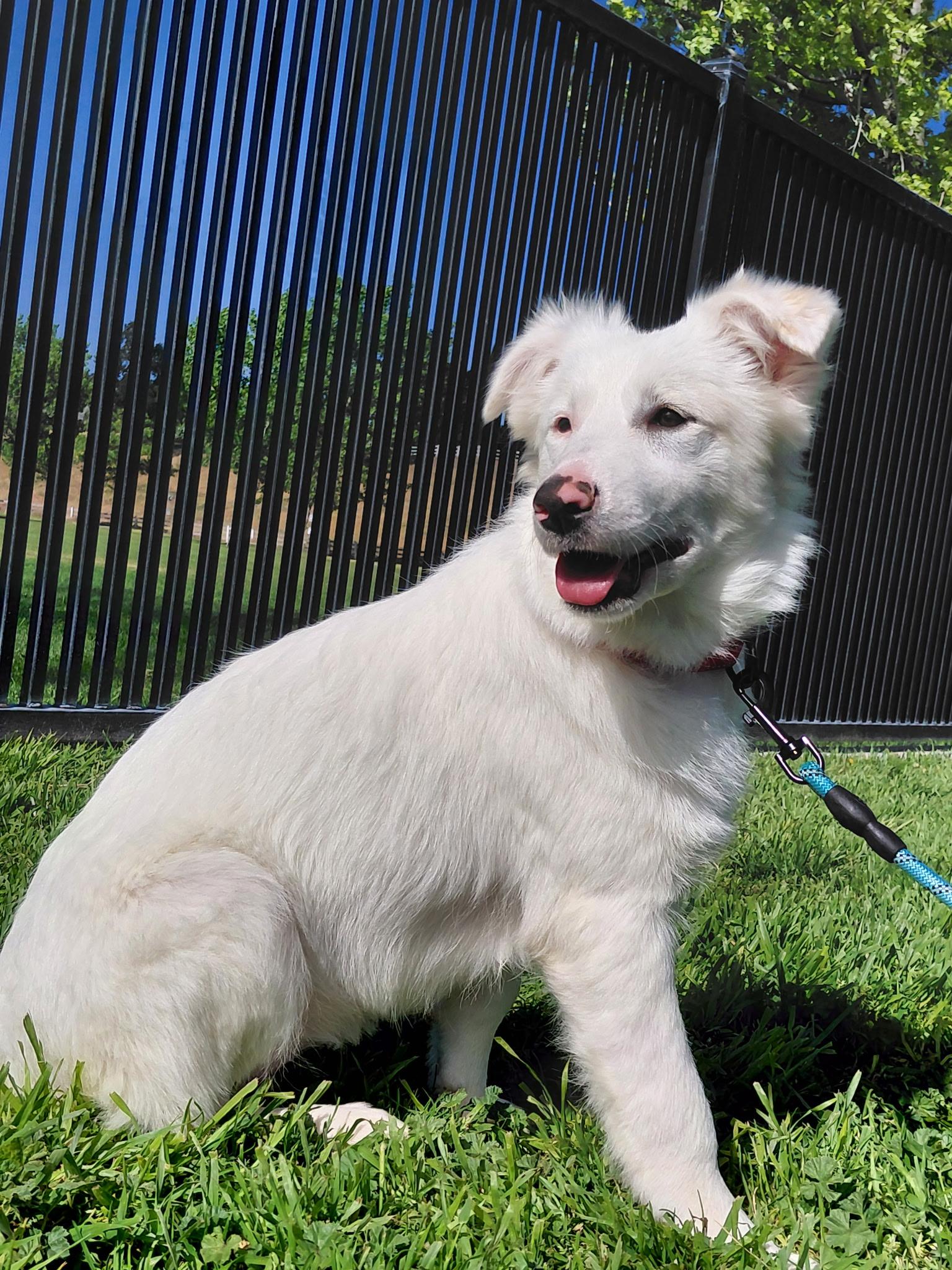 Blaze, a ADOPTABLE mixed breed in Oakland, CA image 3/3