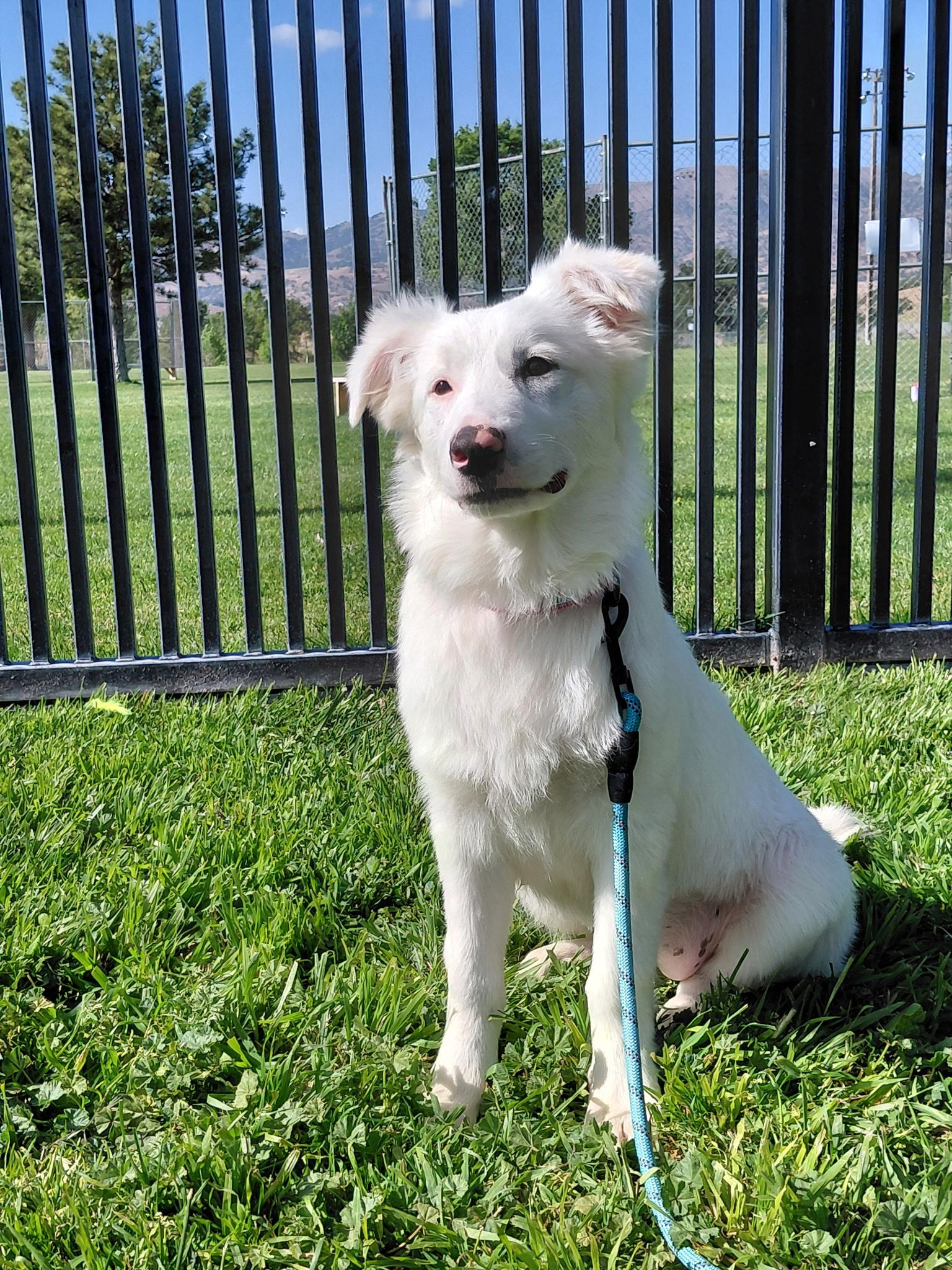 Blaze, a ADOPTABLE mixed breed in Oakland, CA image 2/3