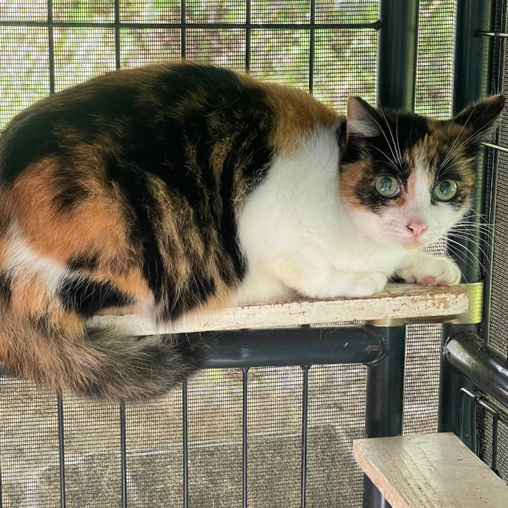 Newbie T2, Adoptable, Senior Female Domestic Short Hair.